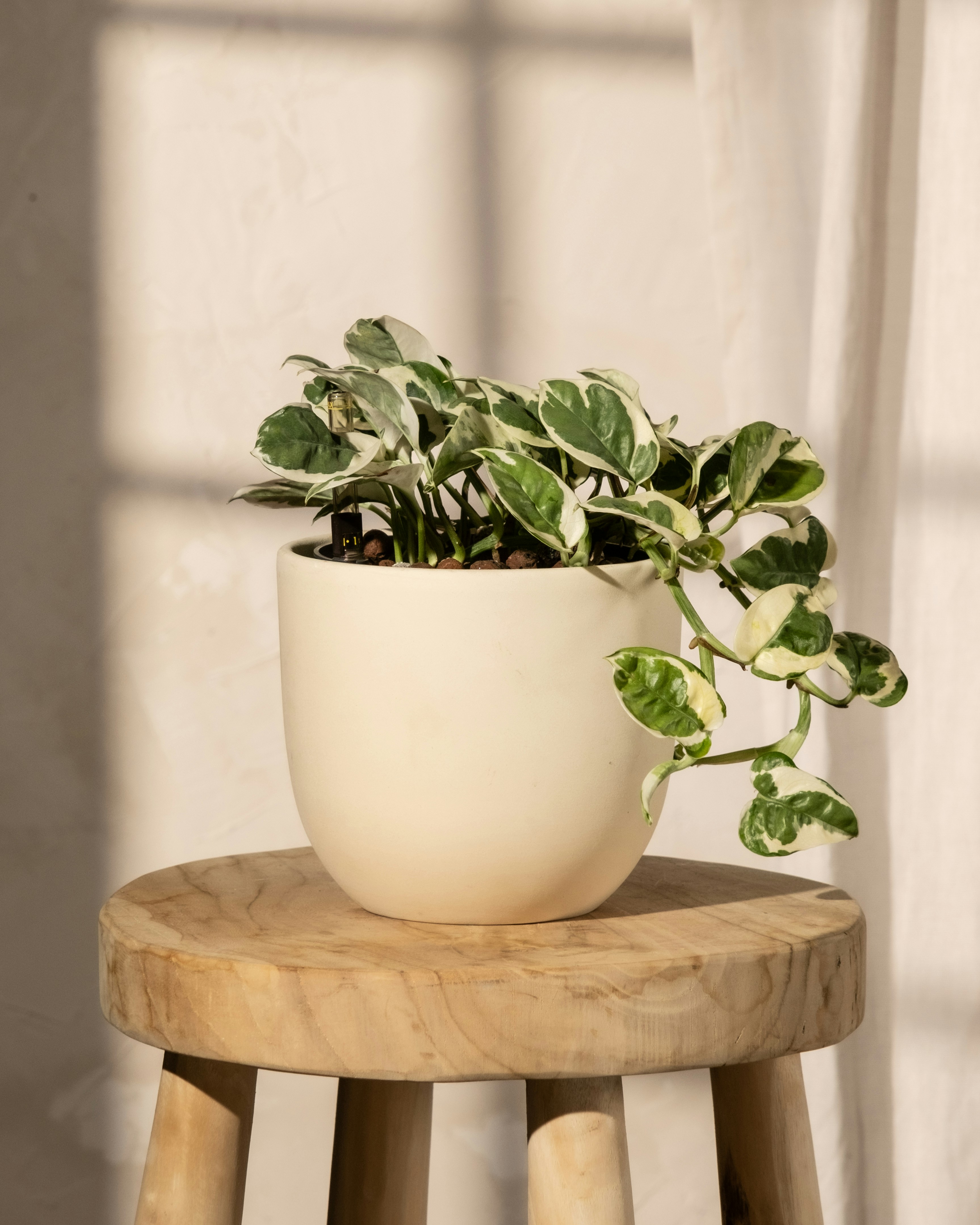 Photo by feeypflanzen