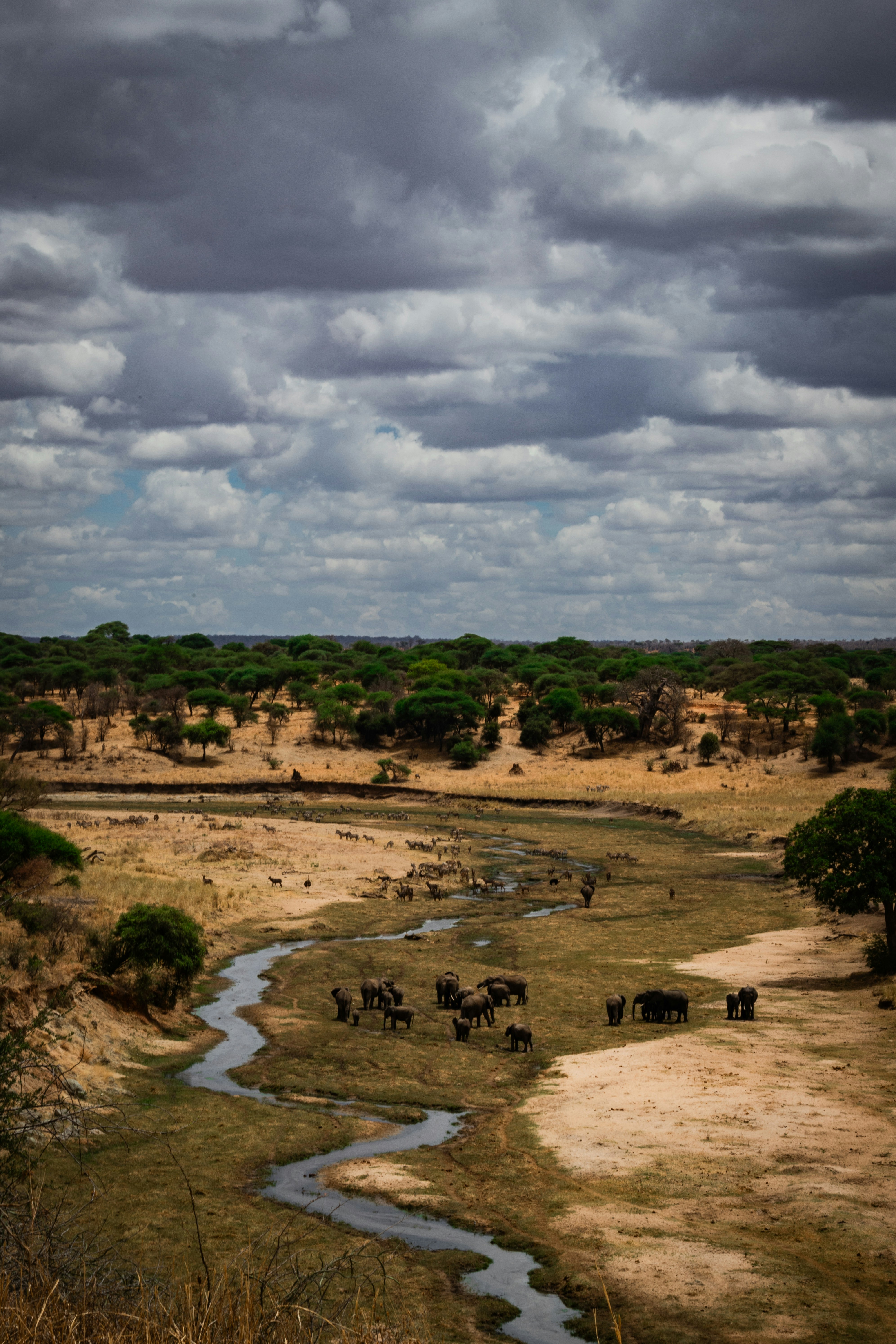 A herd of animals walking across a dry grass field