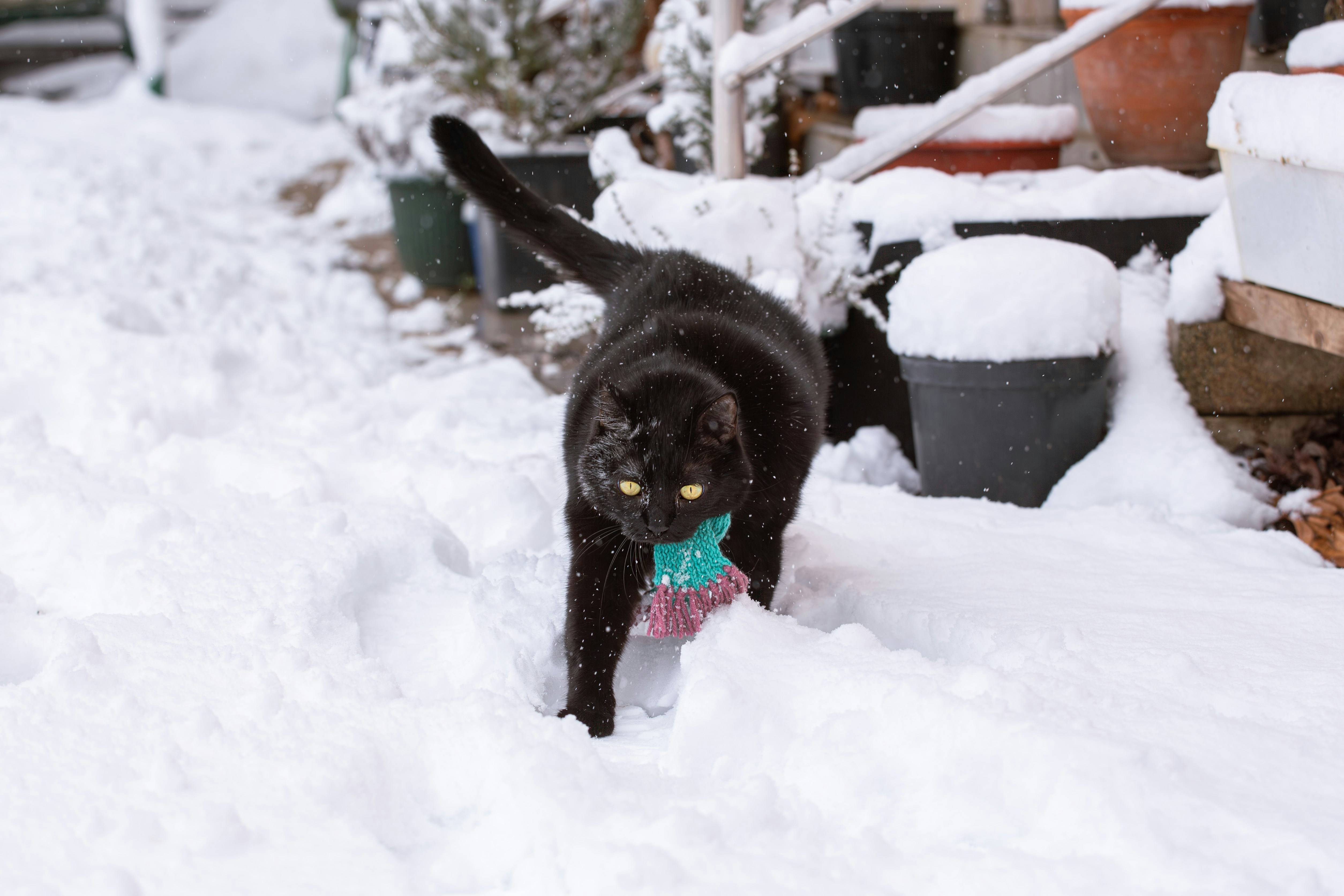 A black dog with a bow tie in the snow