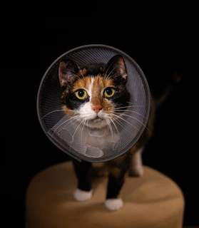 A cat with a cone on its head