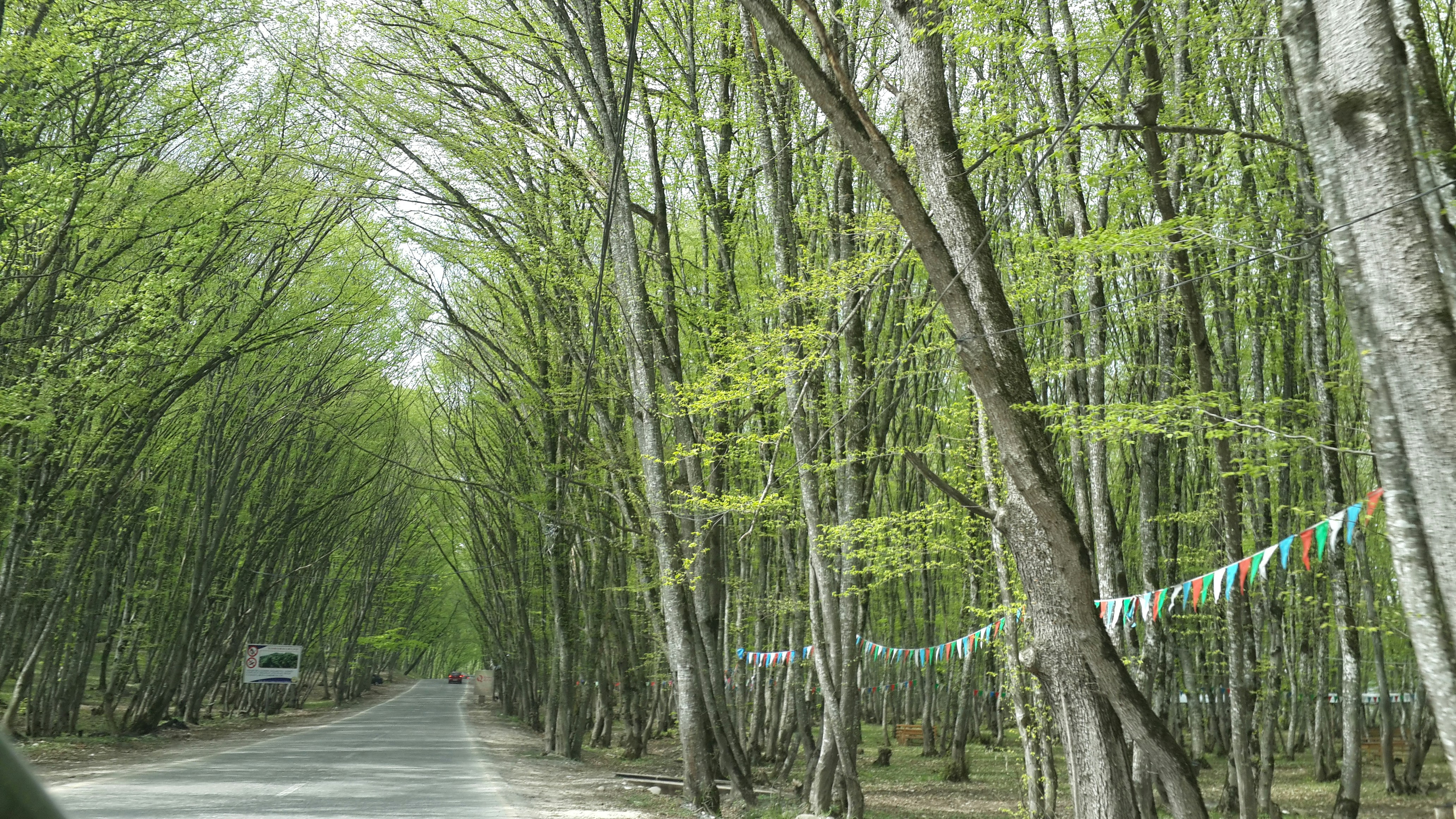 A car driving down a tree lined road