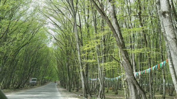 A road through beech forest in the Azerbaijani Caucasus, bunting strung across it