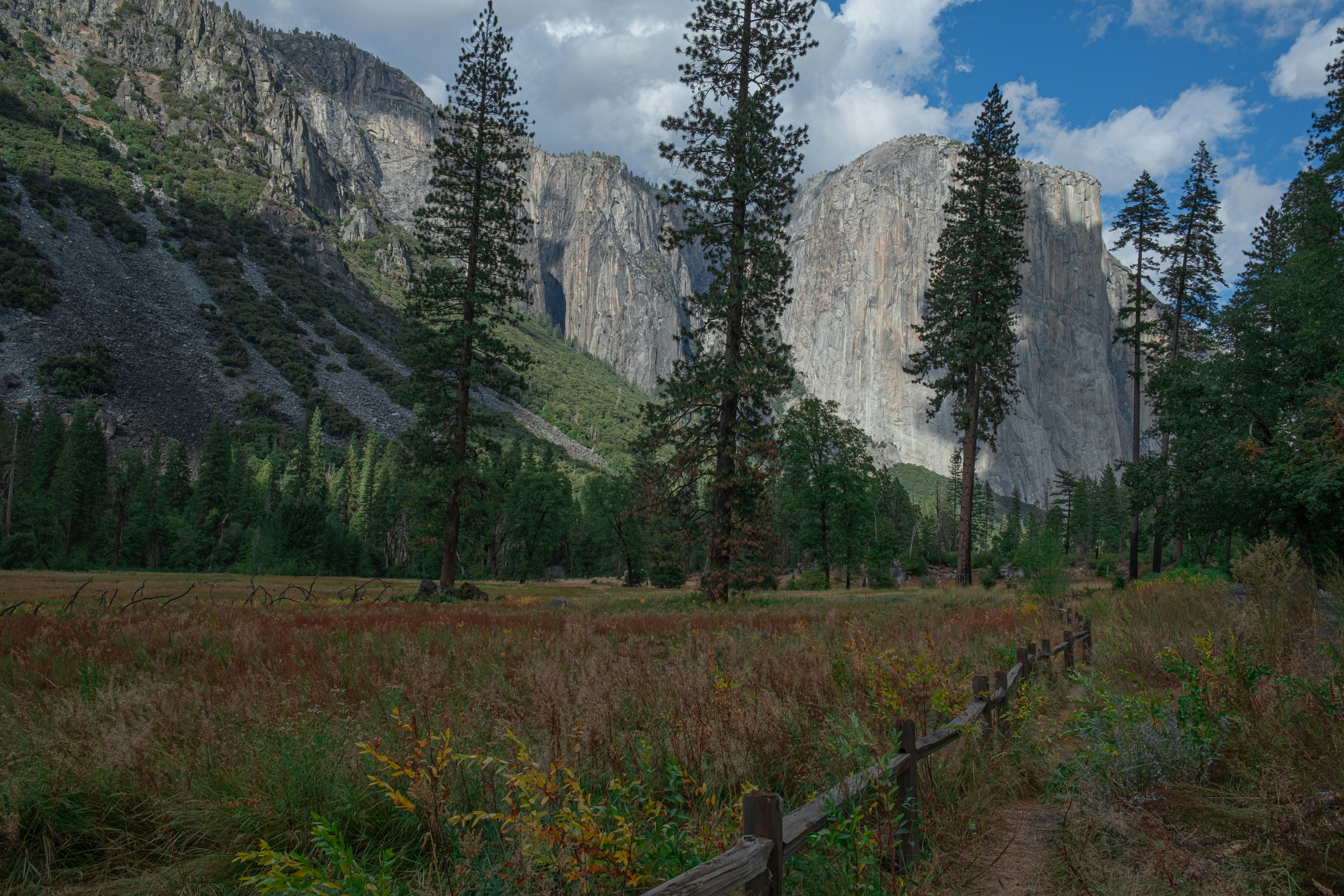 A scenic view of a forest with mountains in the background