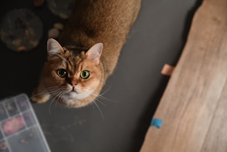 A cat sitting on top of a wooden table