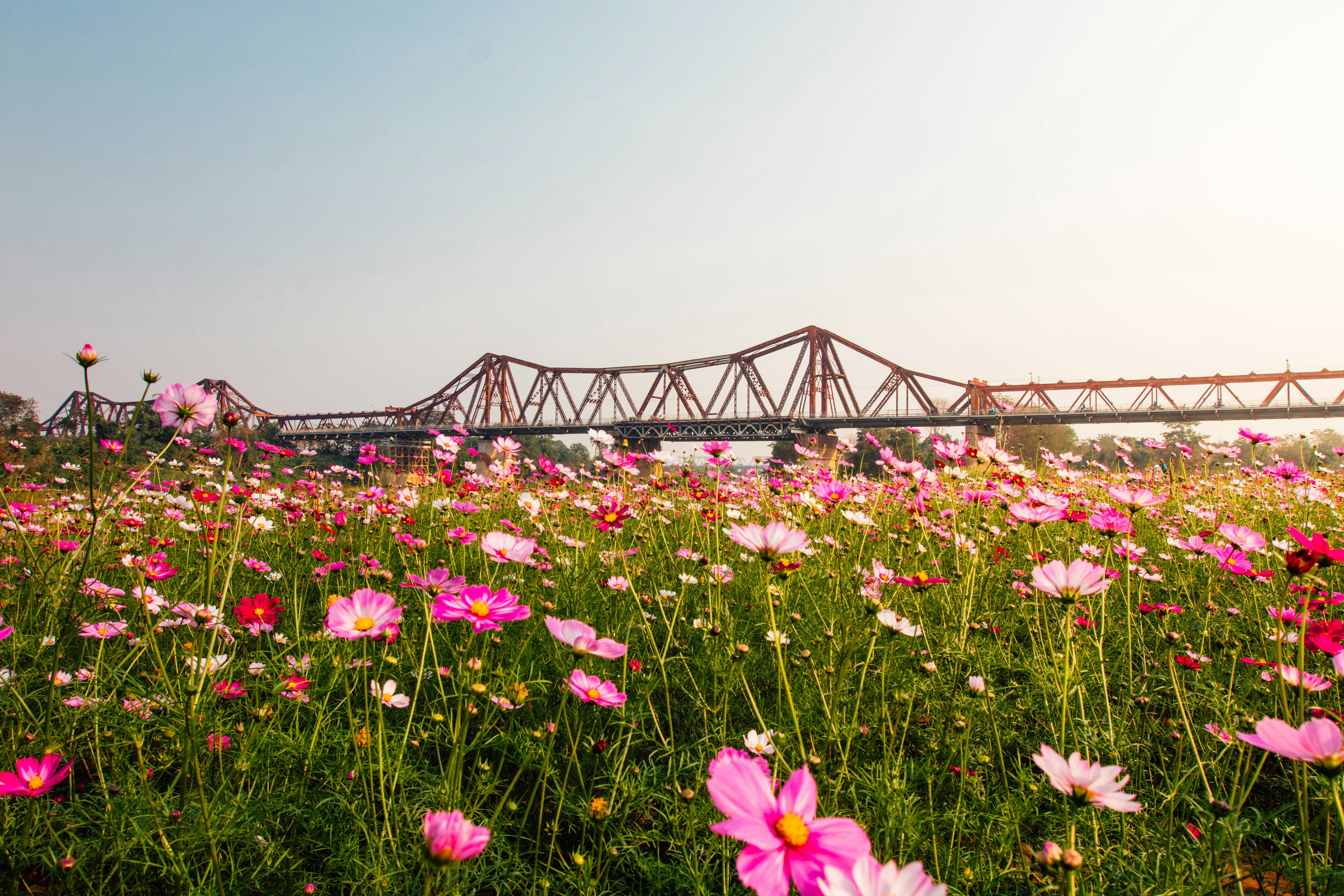 A field of flowers with a bridge in the background