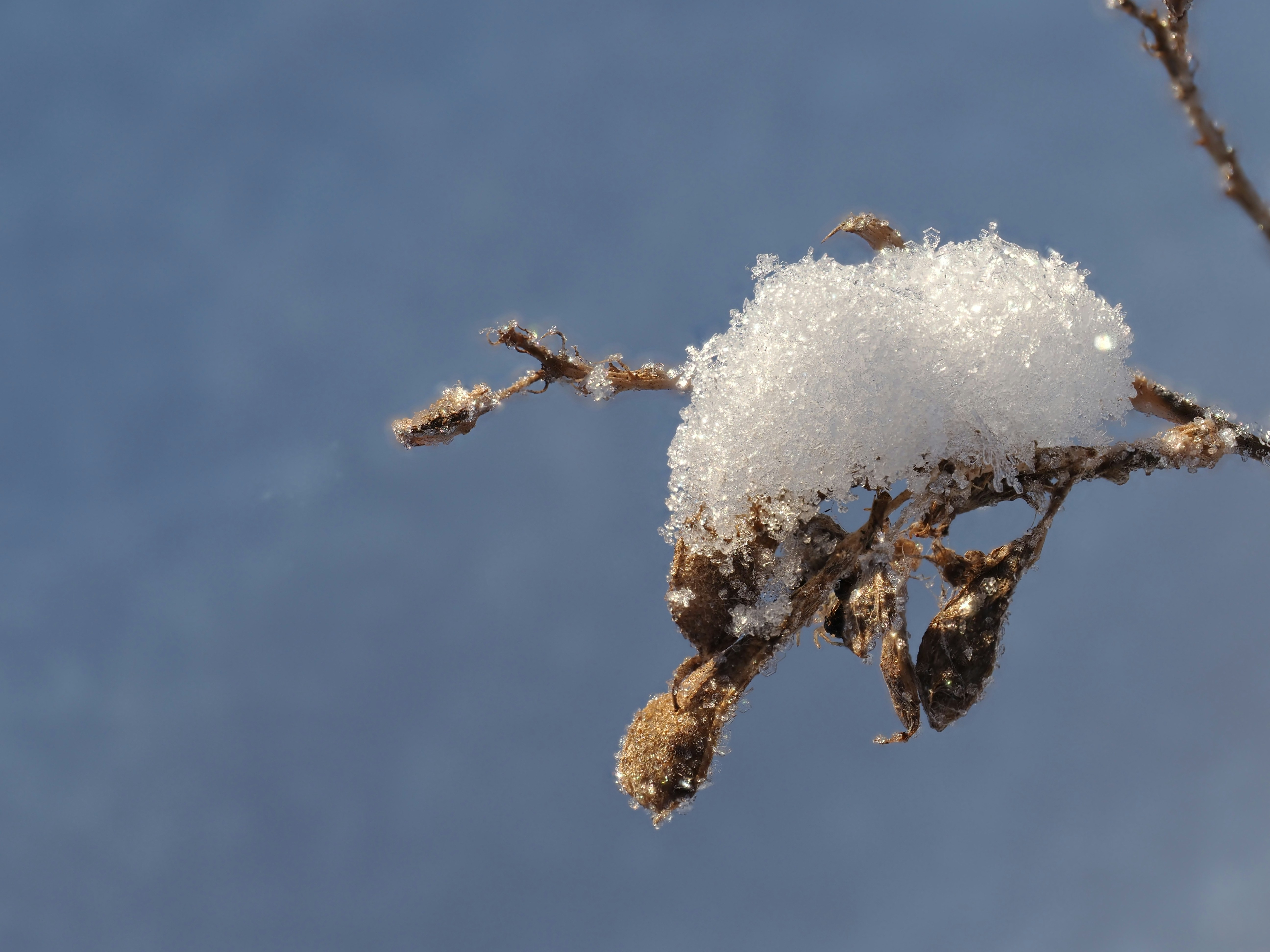 A snow covered tree branch against a blue sky photo – Free Orenburg ...