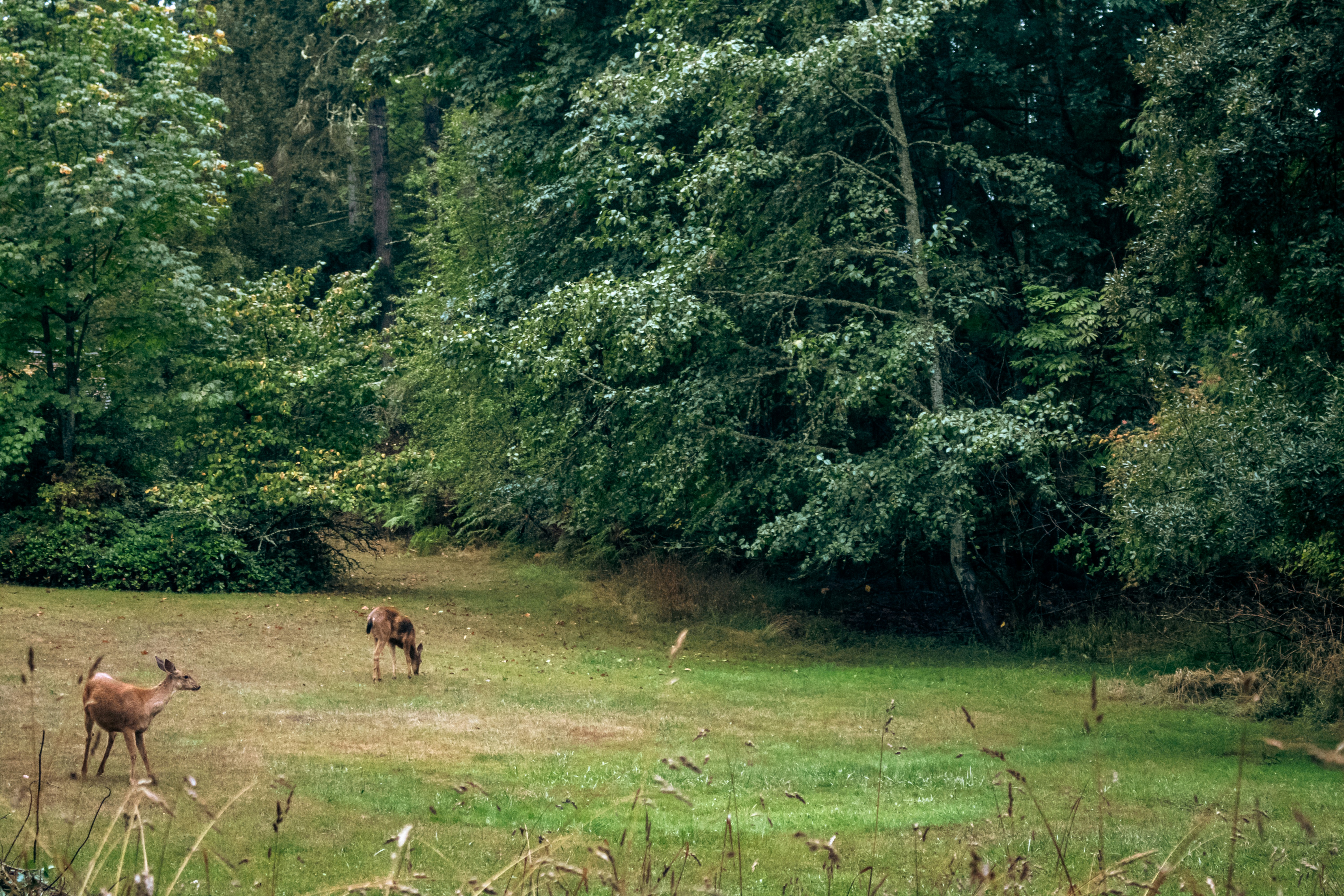 Photo by zoshuacolah