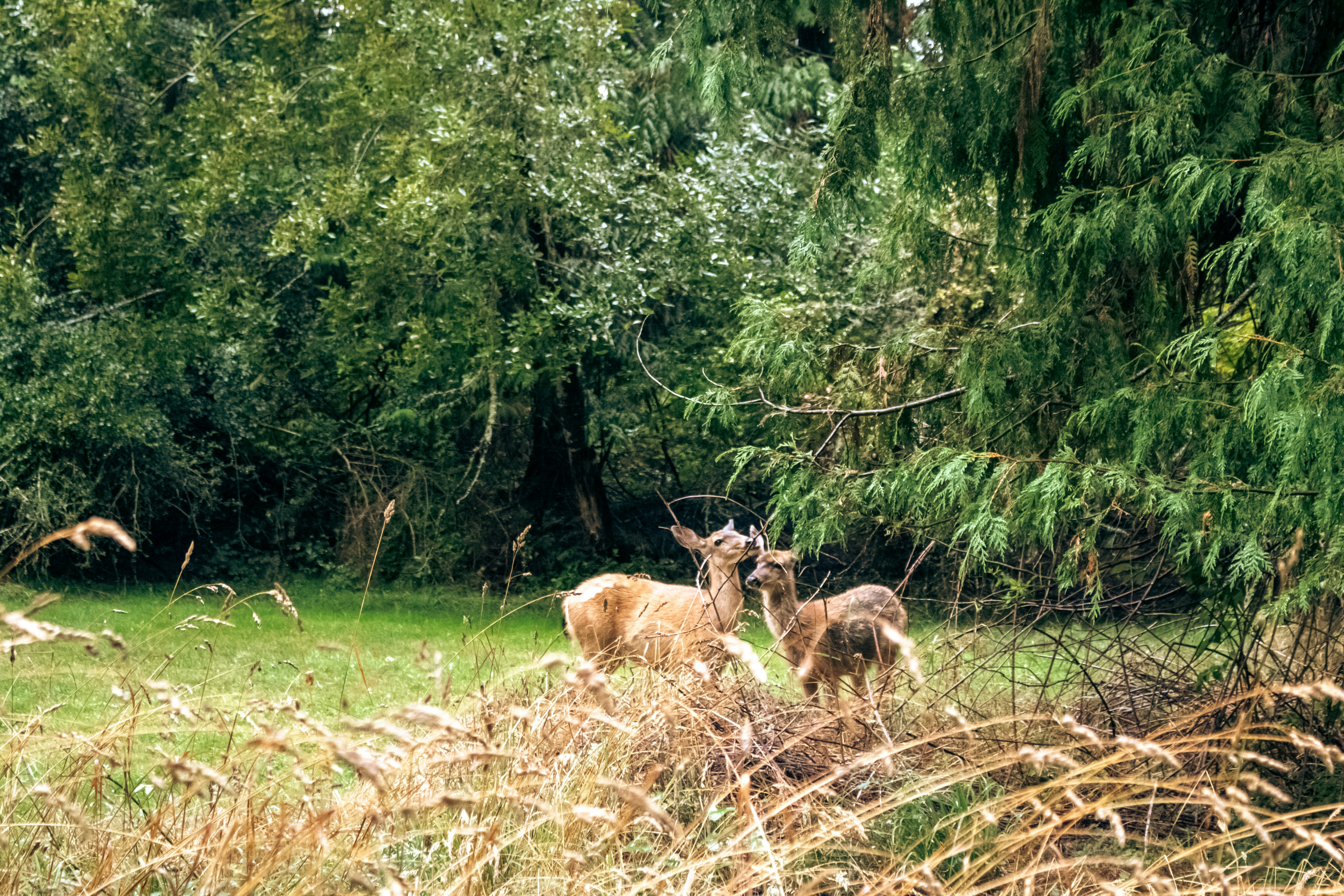 Photo by zoshuacolah