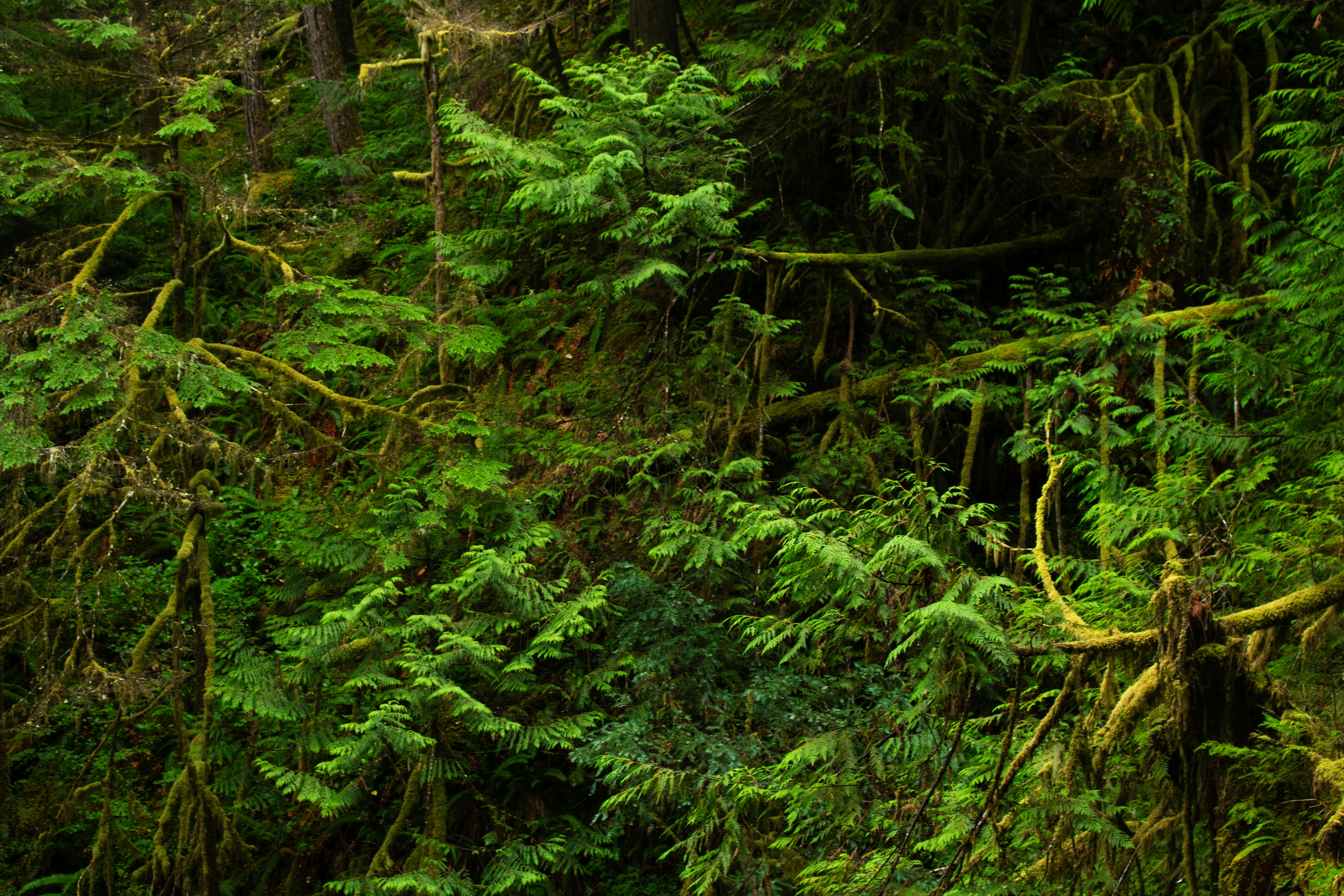 Photo by zoshuacolah