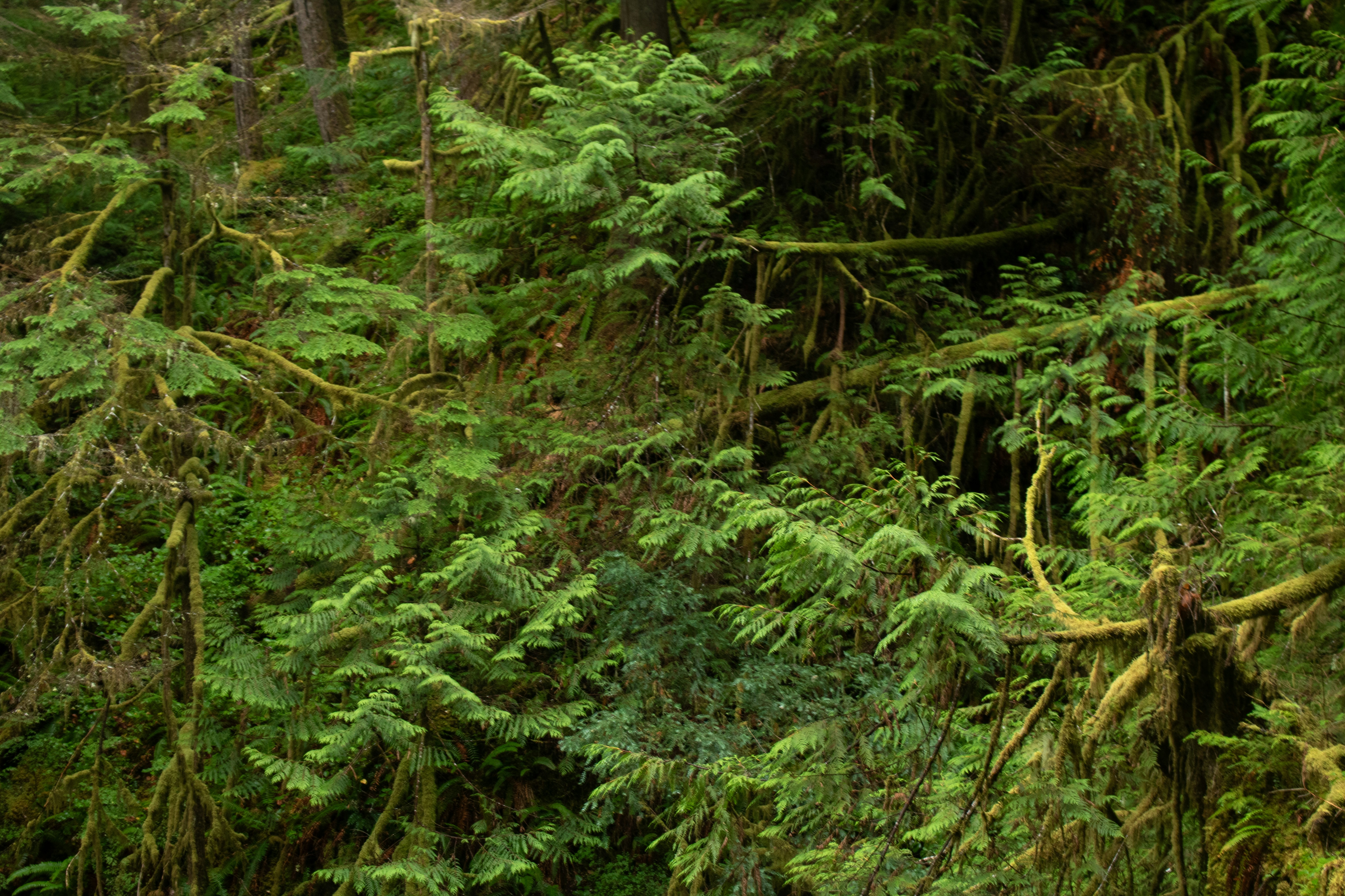 Photo by zoshuacolah