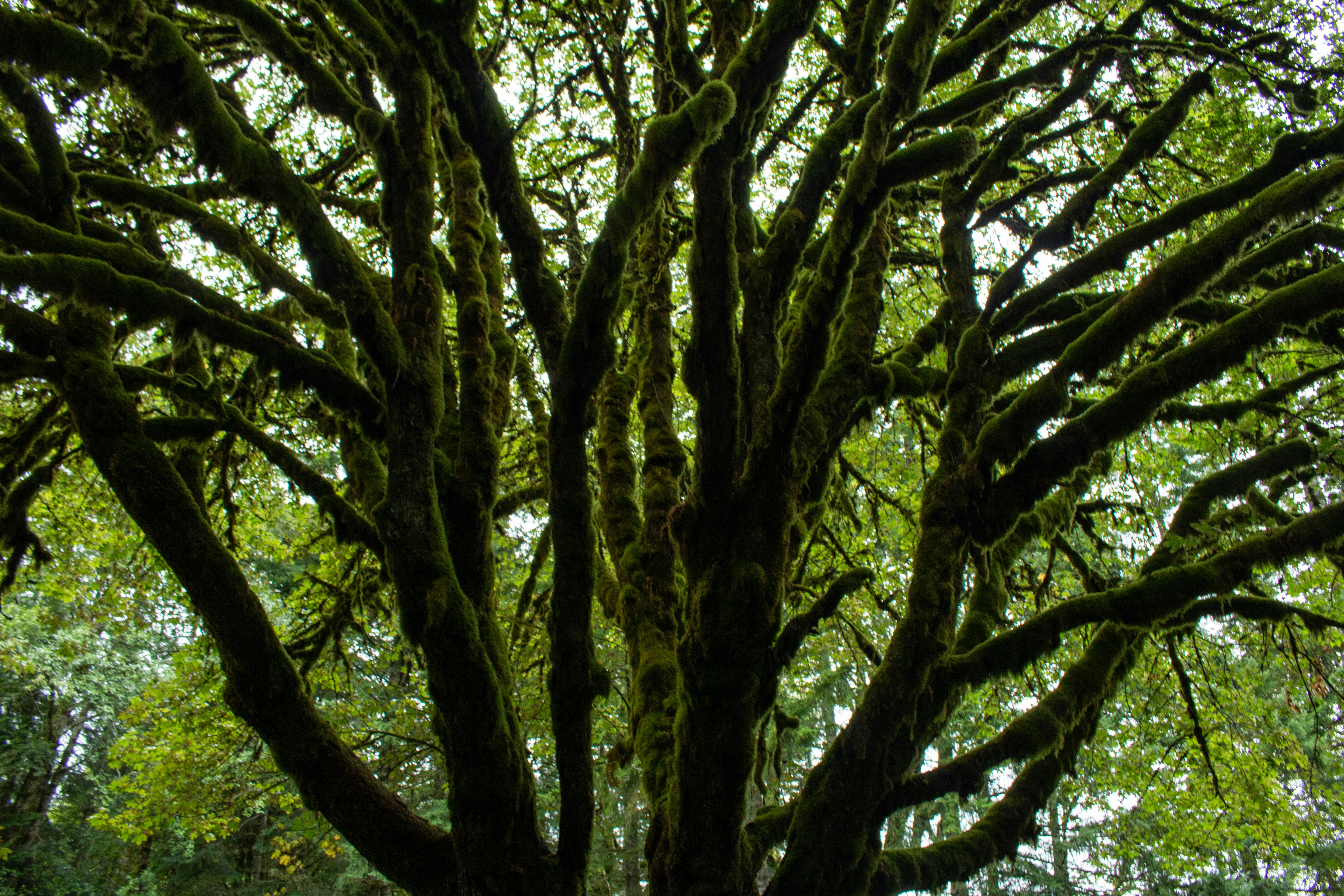 The bigleaf maple, a hallmark of Olympic National Park, Washington, is a majestic deciduous tree known for its massive leaves, often reaching up to 12 inches across. Found in the park’s temperate rainforests, these trees are draped in lush, green moss and epiphytes, creating a mystical and enchanting scene. In autumn, their leaves turn vibrant shades of yellow and gold, adding stunning color to the forest. Bigleaf maples play a crucial ecological role by supporting mosses, ferns, and lichens that thrive on their branches, fostering a diverse ecosystem.
