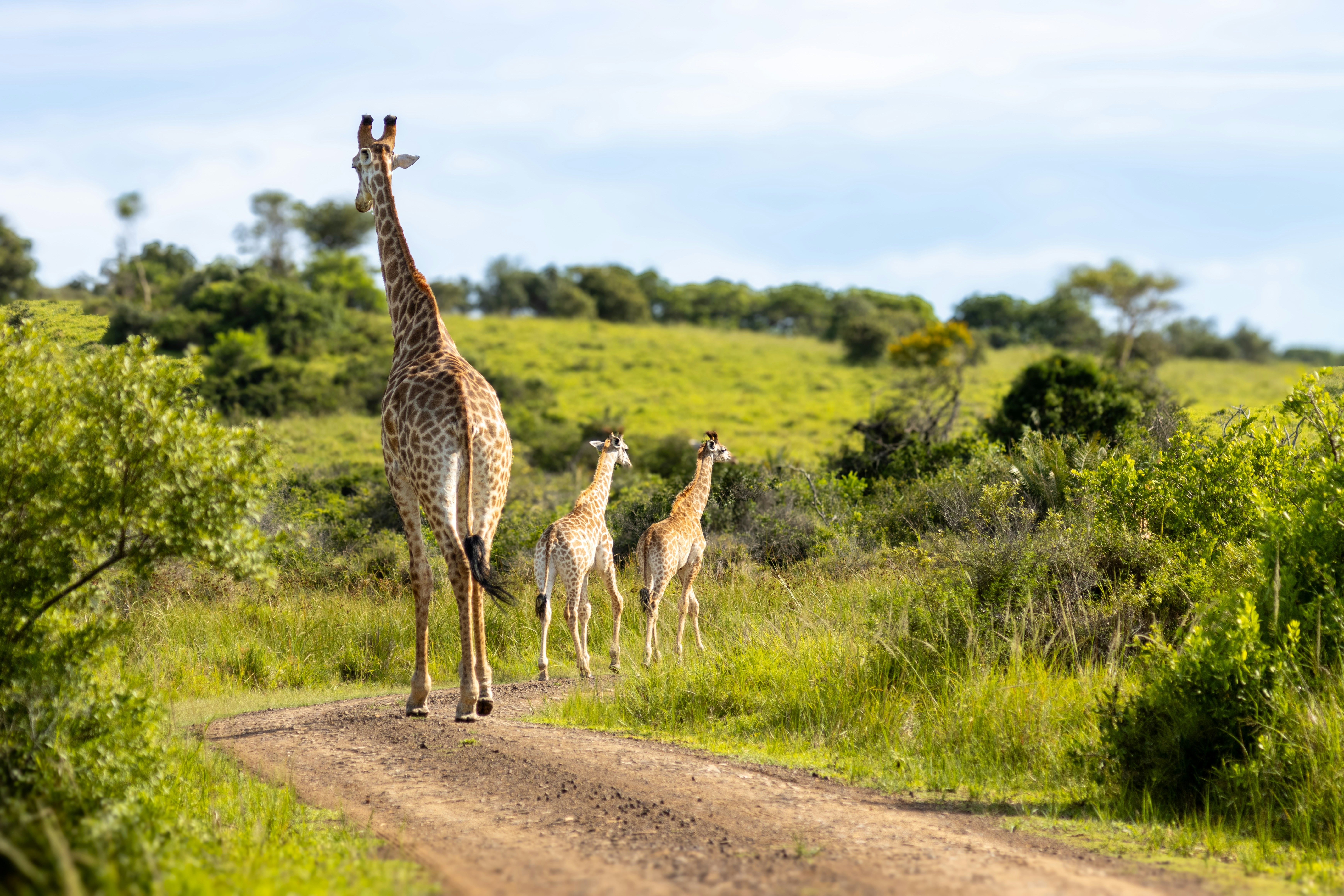 A group of giraffes walking down a dirt road