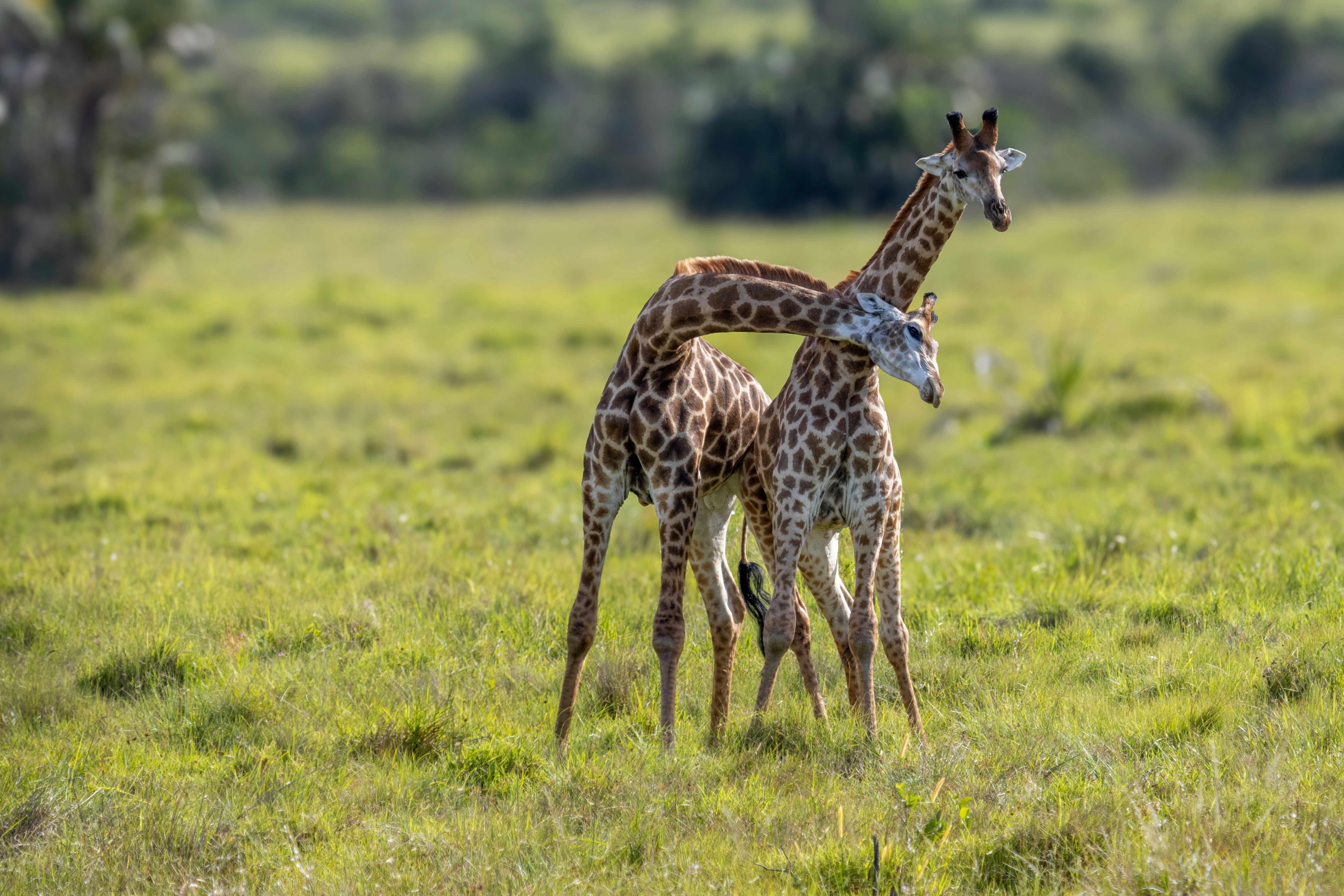 A couple of giraffe standing on top of a lush green field