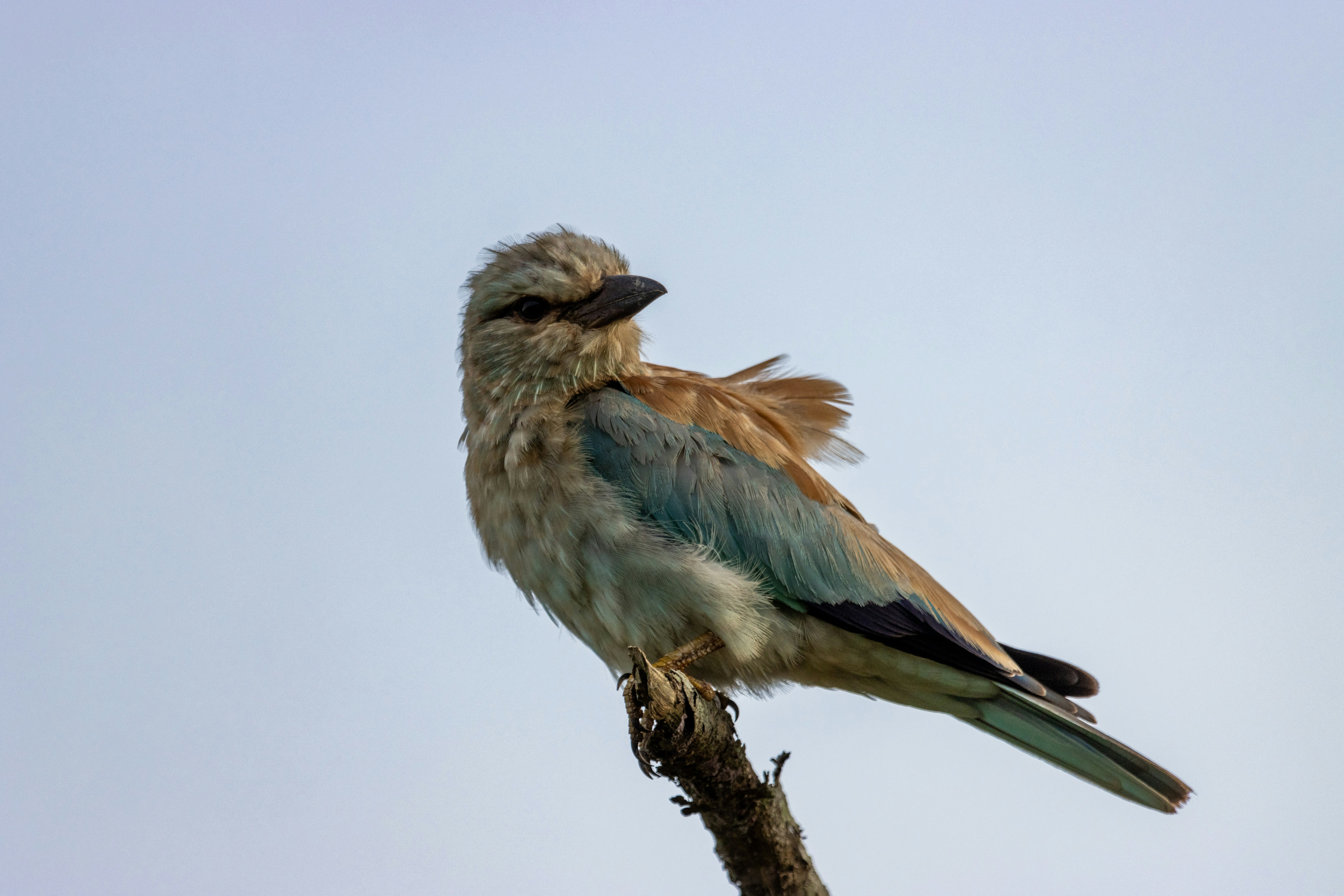 A bird sitting on top of a tree branch