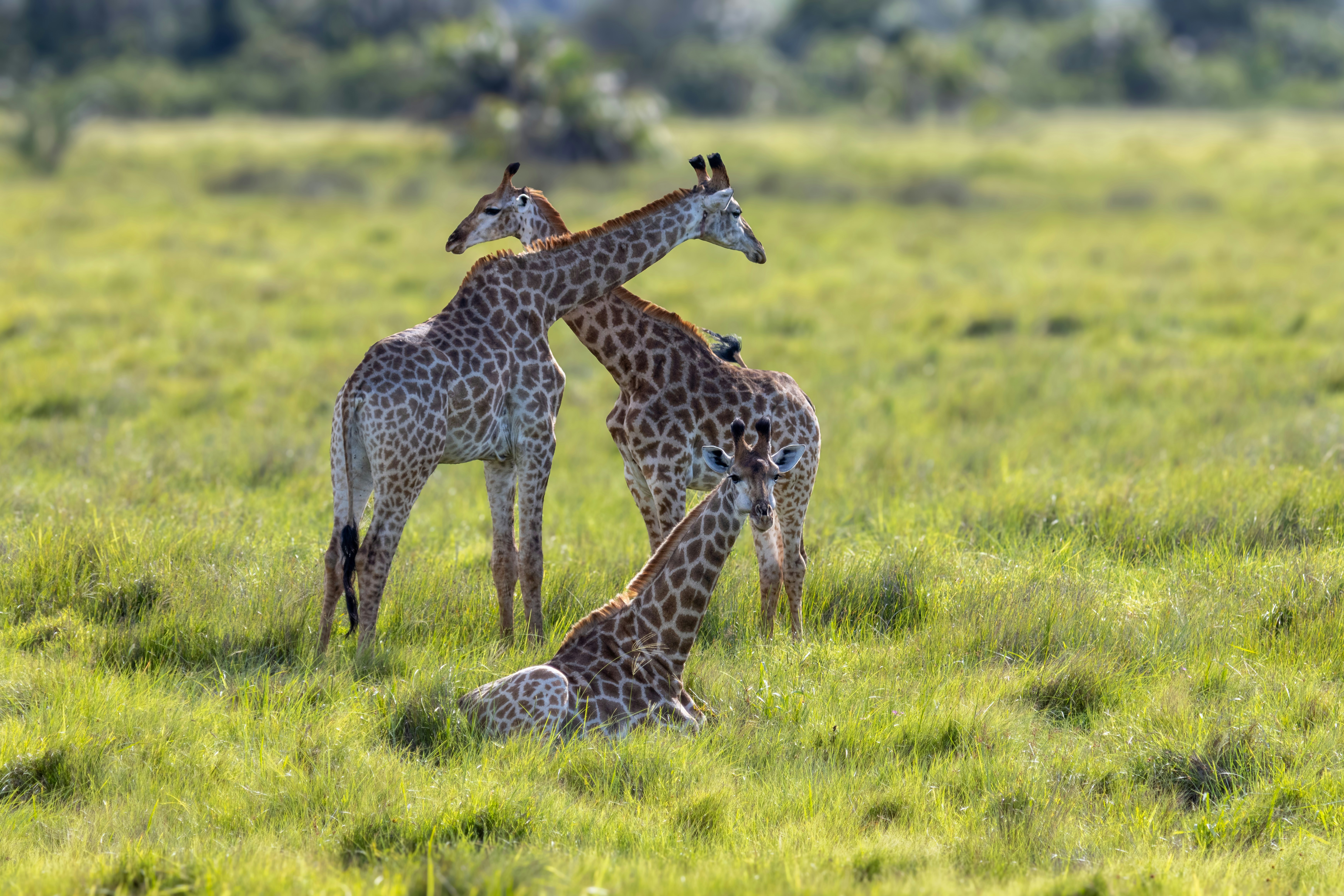 A group of giraffes in a grassy field