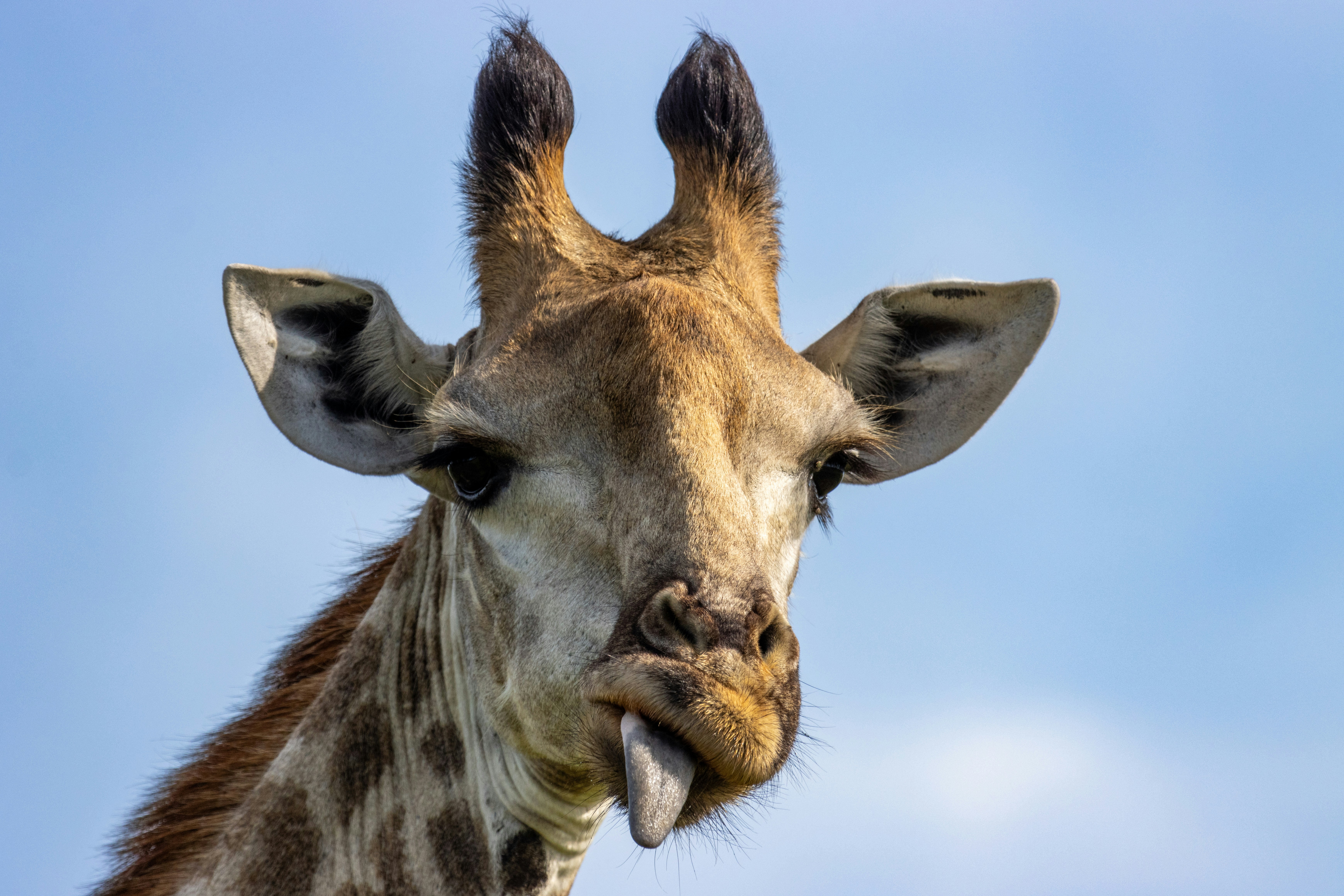 A close up of a giraffe's face with a sky background