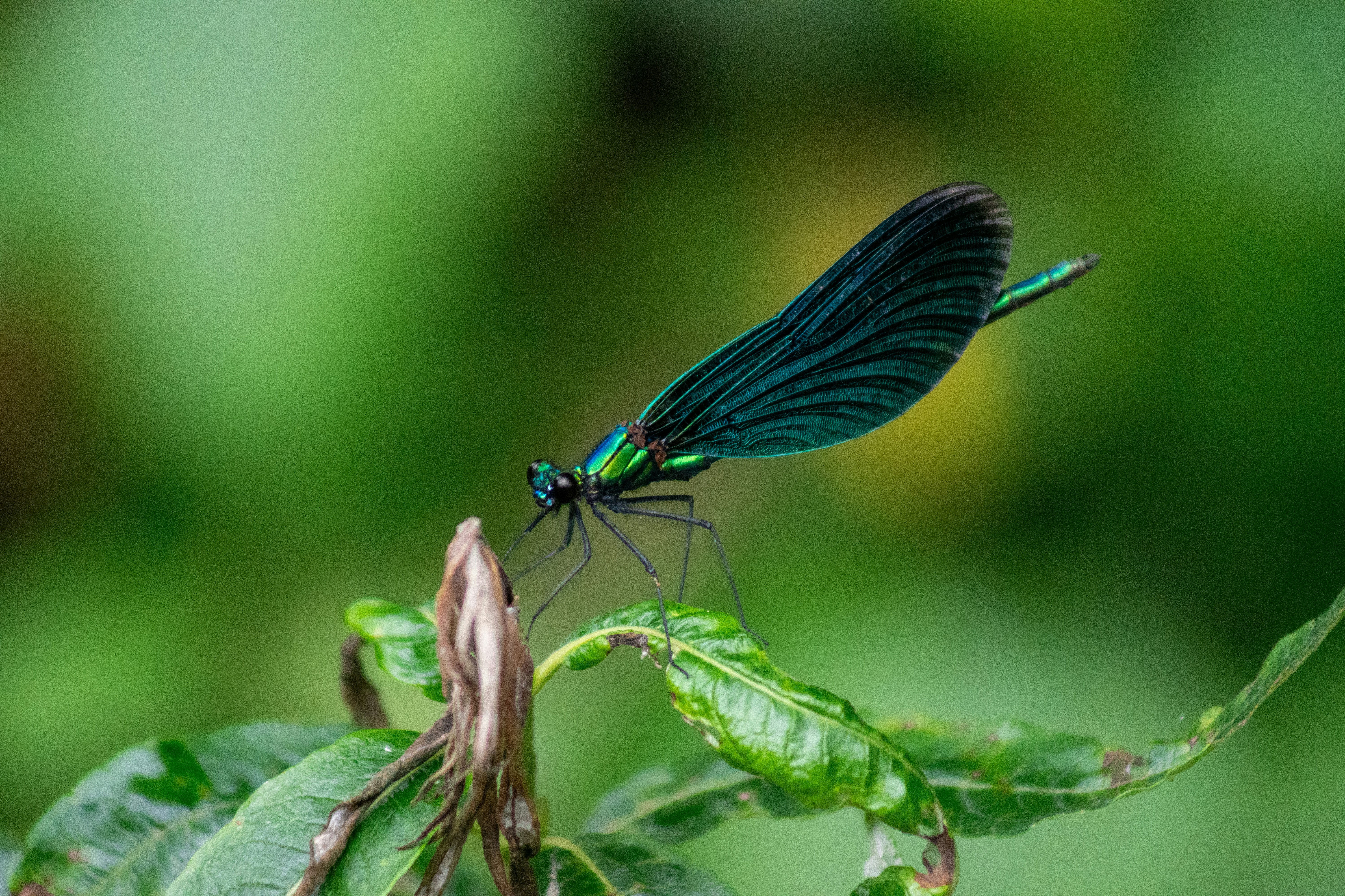 Photo by luxunderscore