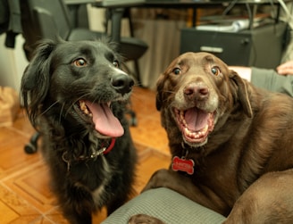 A couple of dogs sitting on top of a wooden floor