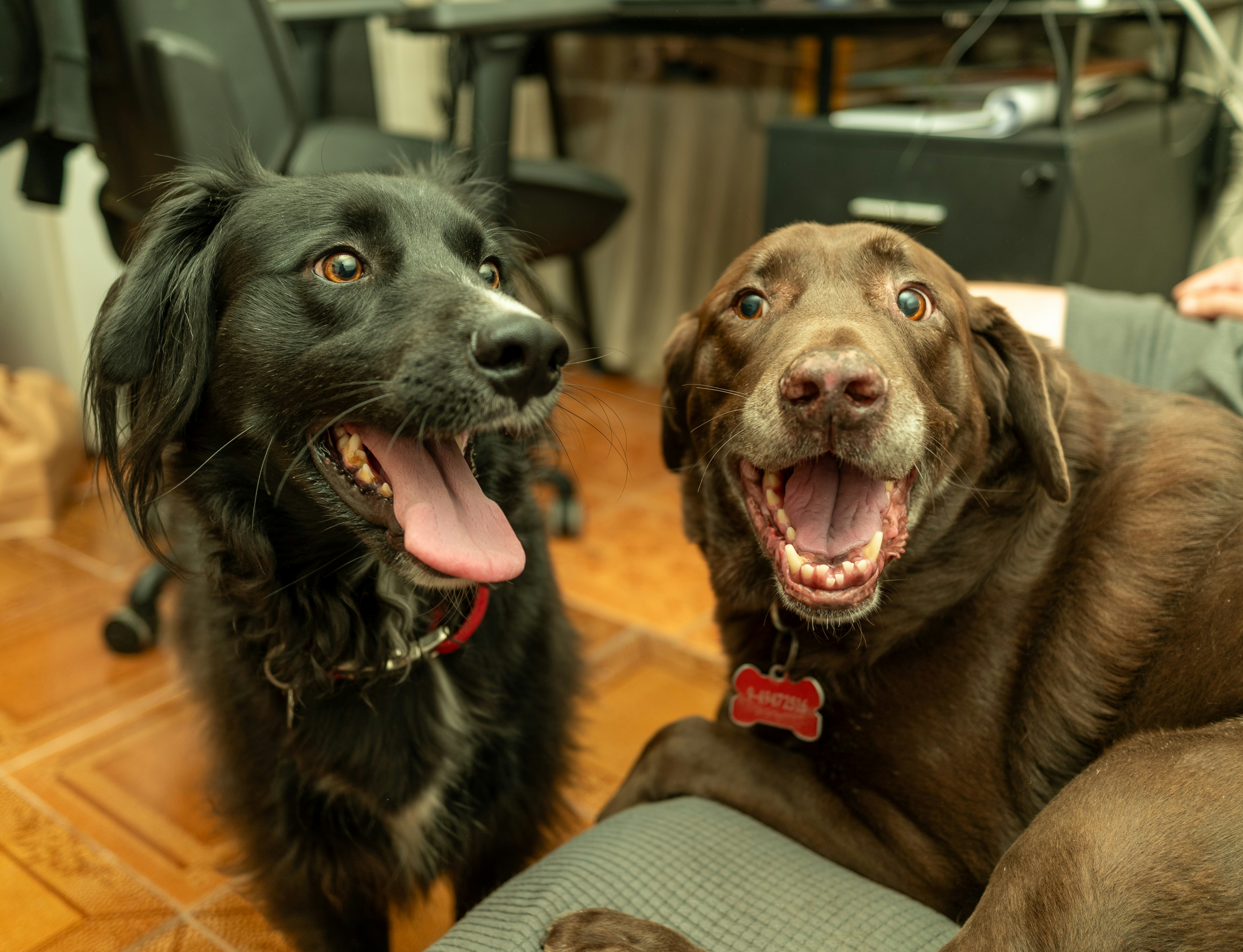 Solo Stars, Group Disasters: Training Multiple Dogs Without Losing Your Mind