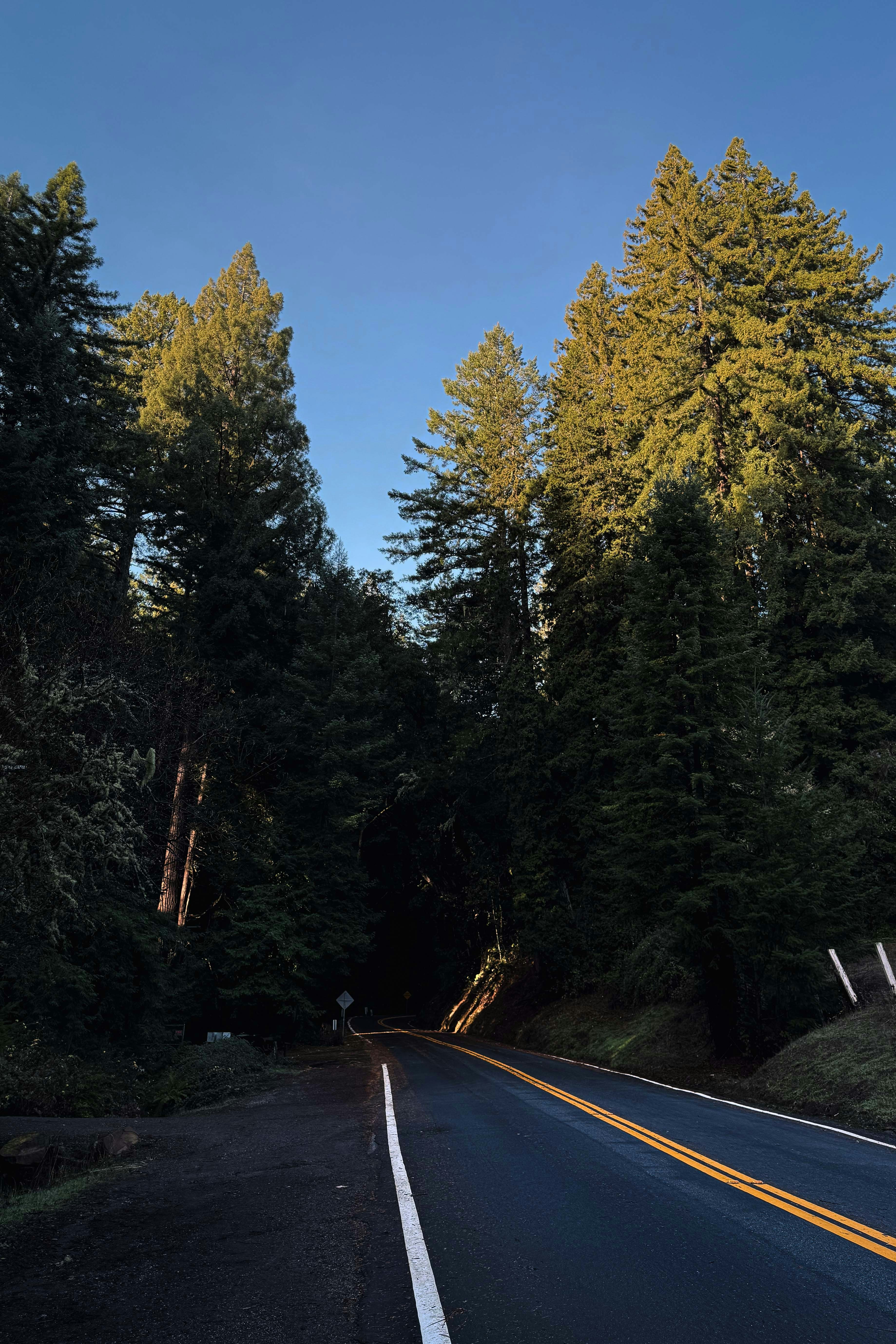 A road that has a bunch of trees on it