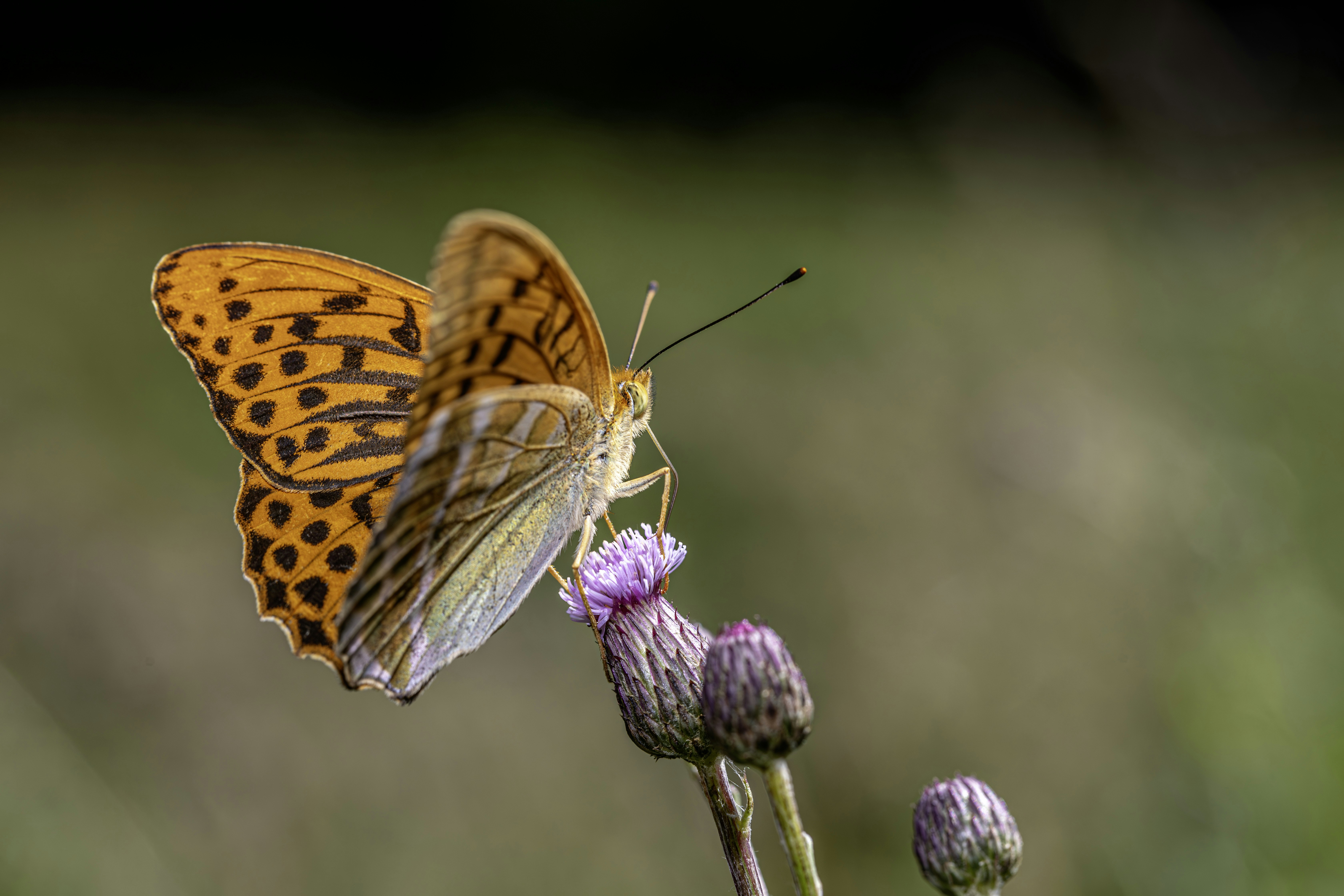 Photo by erik_karits