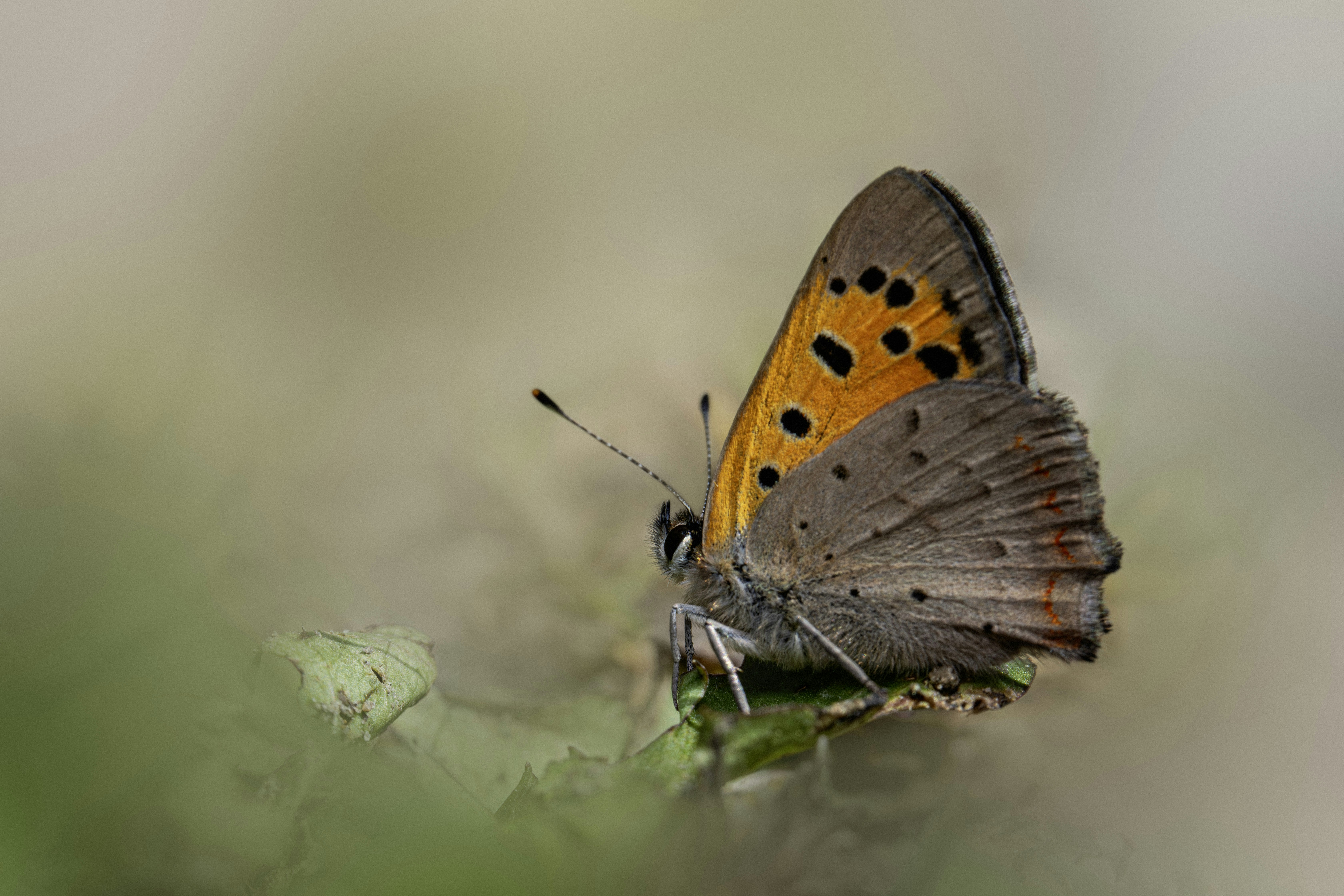 Photo by erik_karits