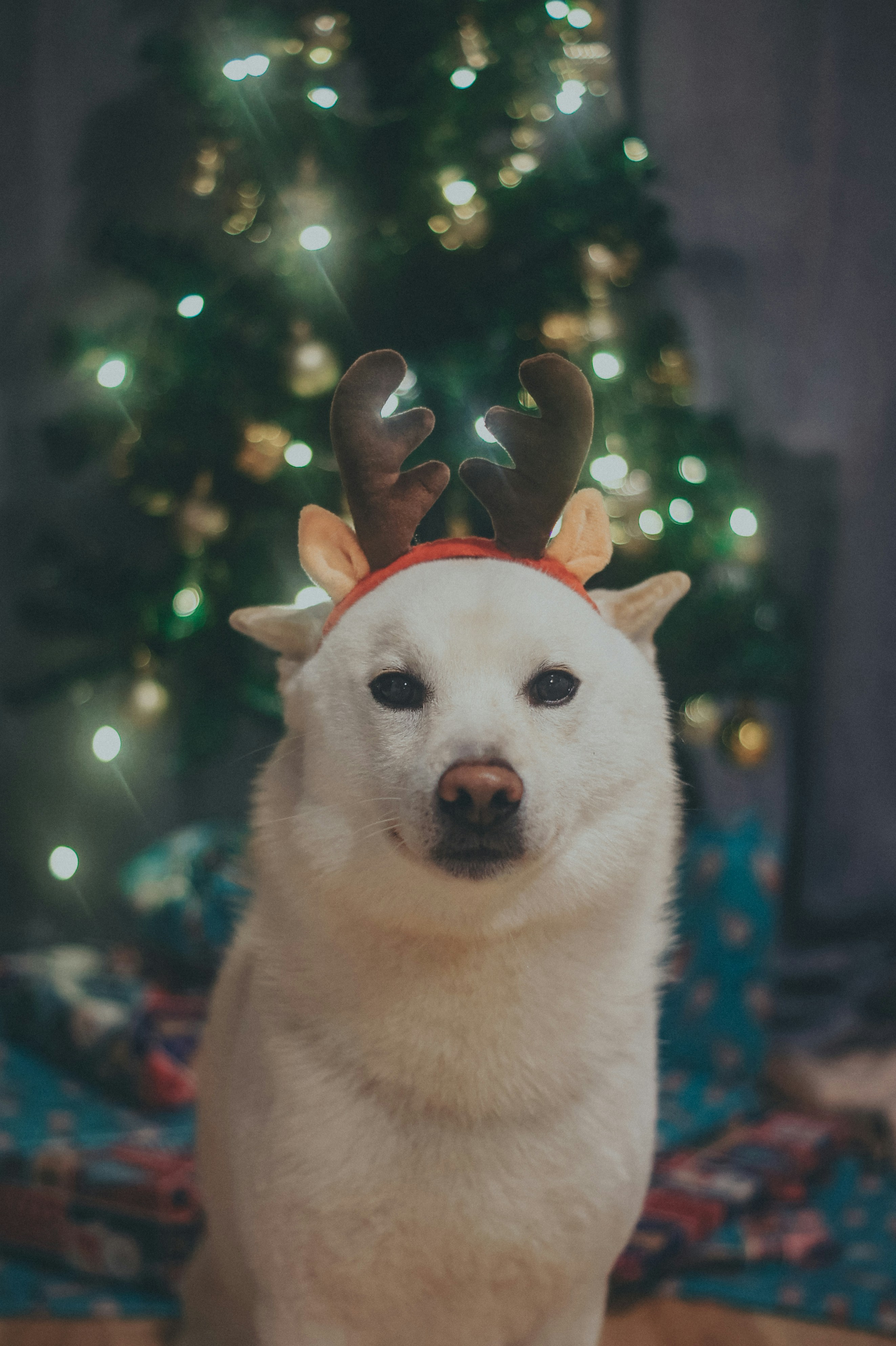 A white dog wearing reindeer antlers on its head