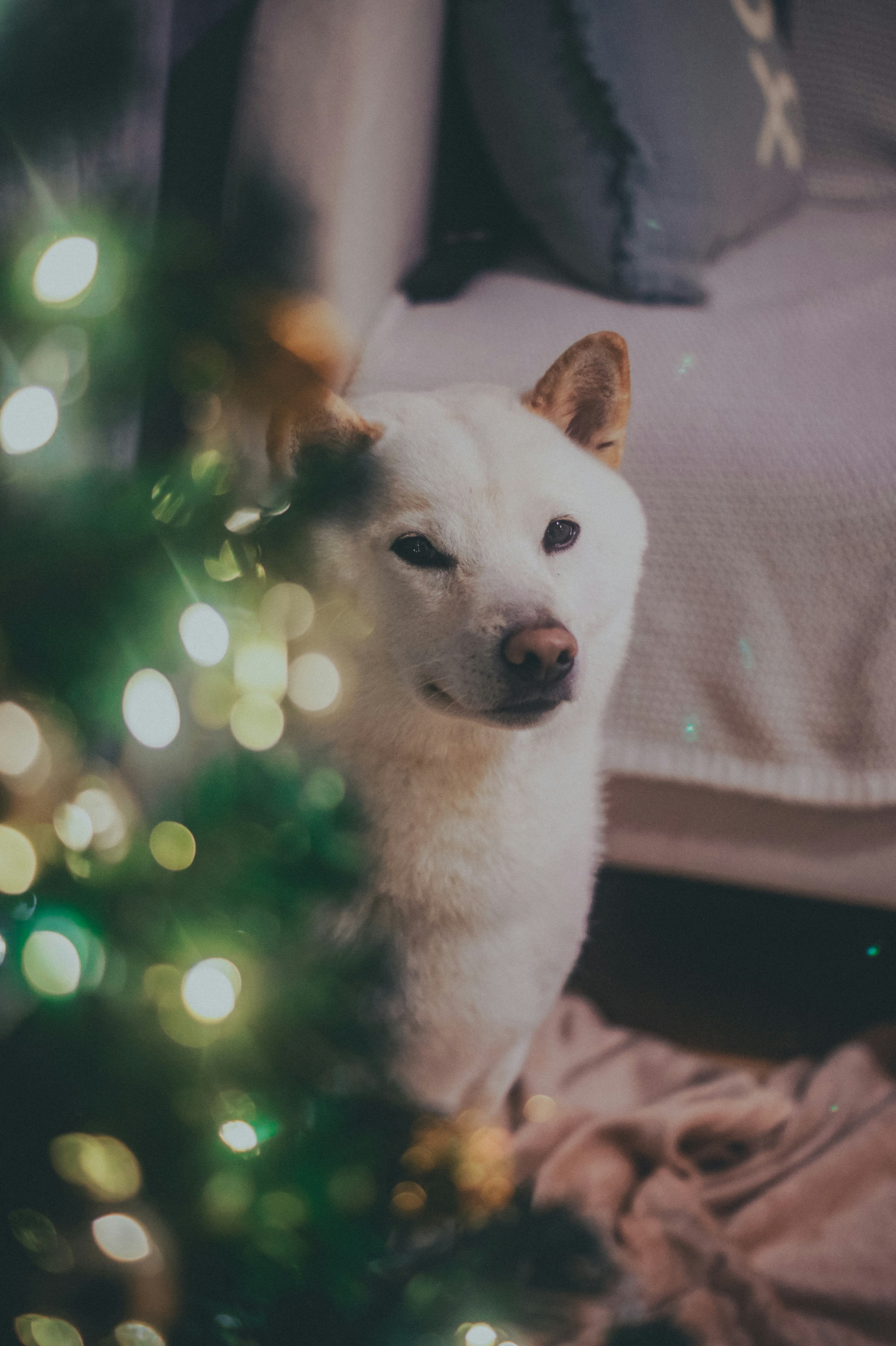 A white dog sitting in front of a christmas tree photo – Free Dogs Image on  Unsplash, image size:3000x4508