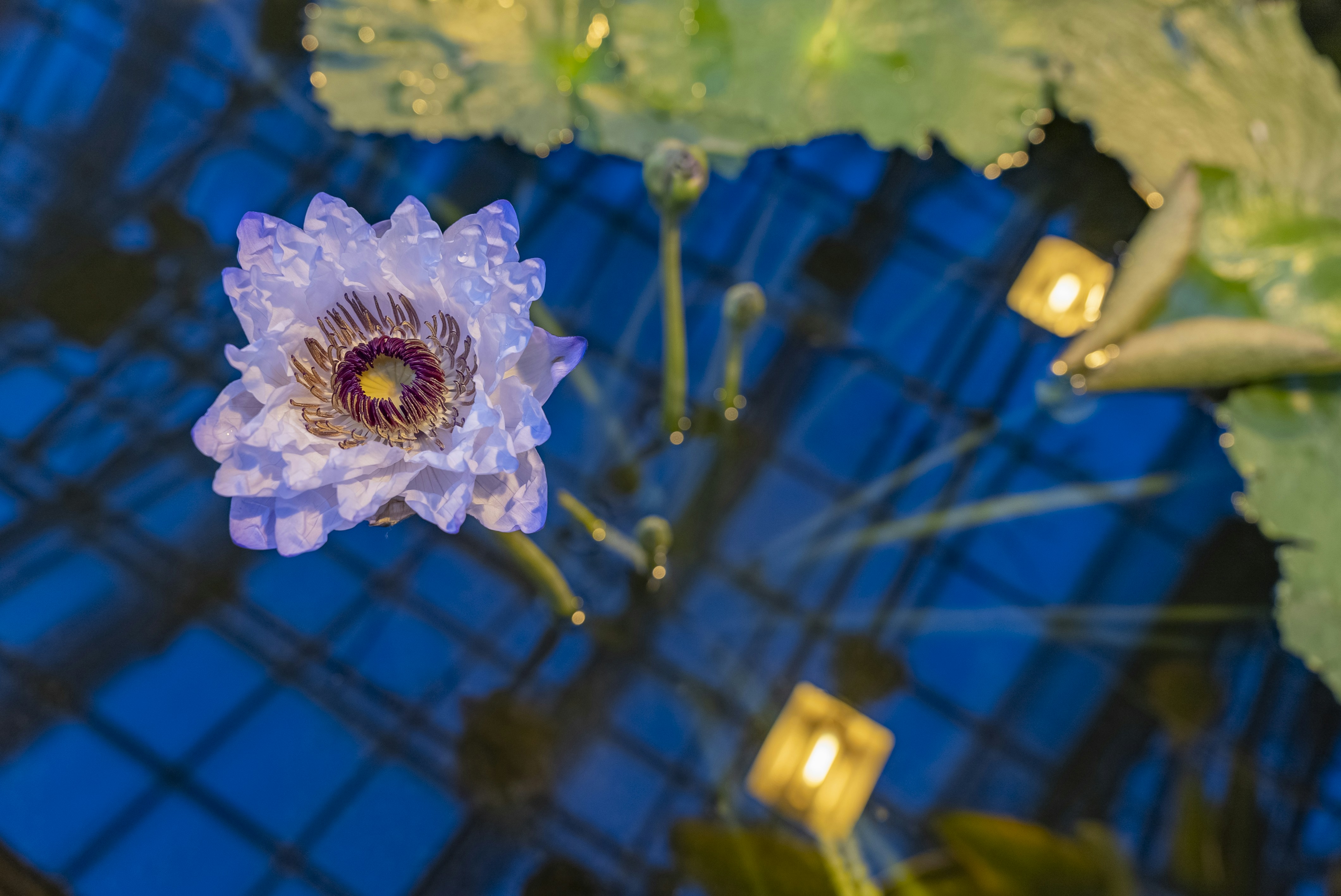 A purple flower sitting on top of a green leaf photo – Free Haidian ...