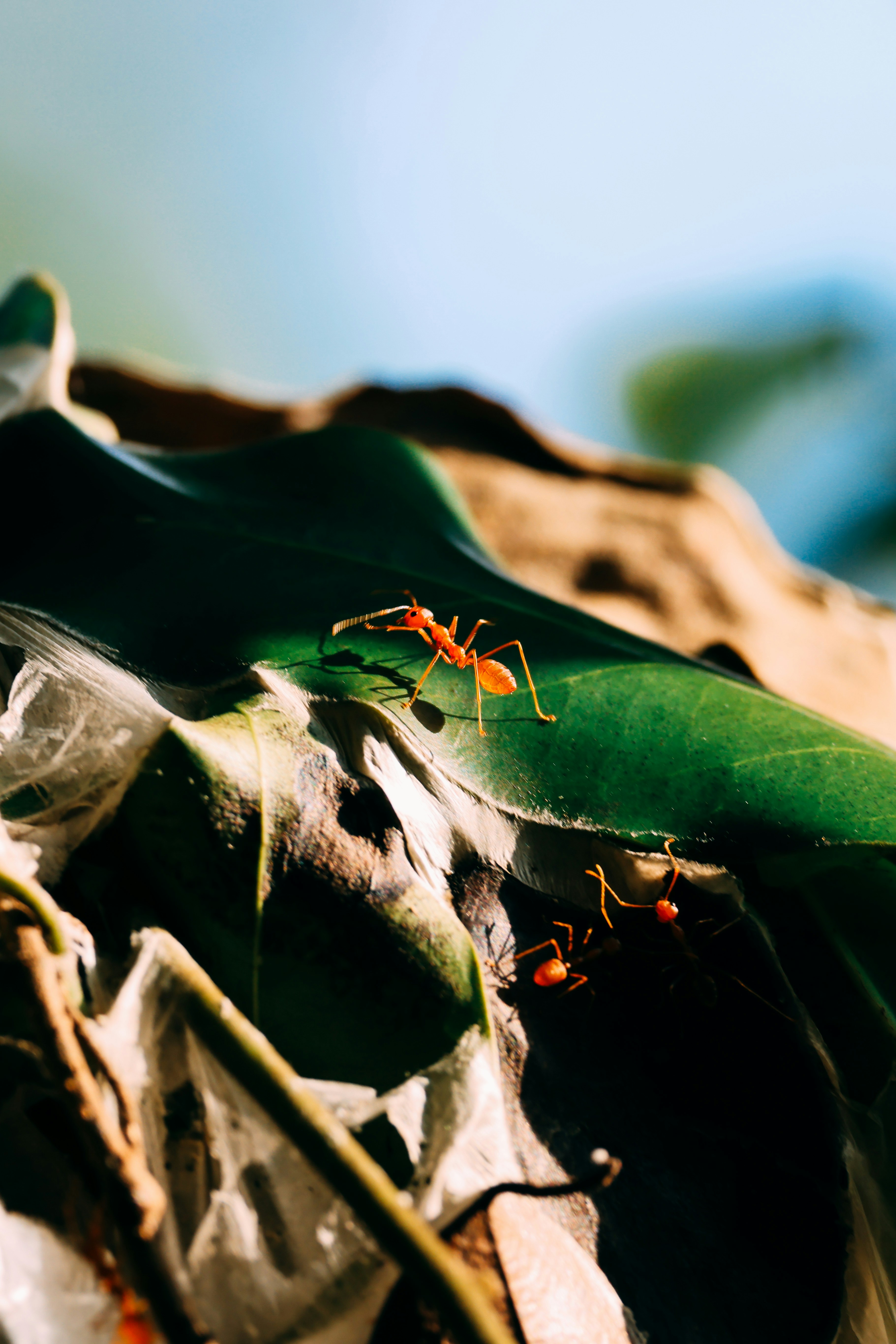 Photo by dickenslin76