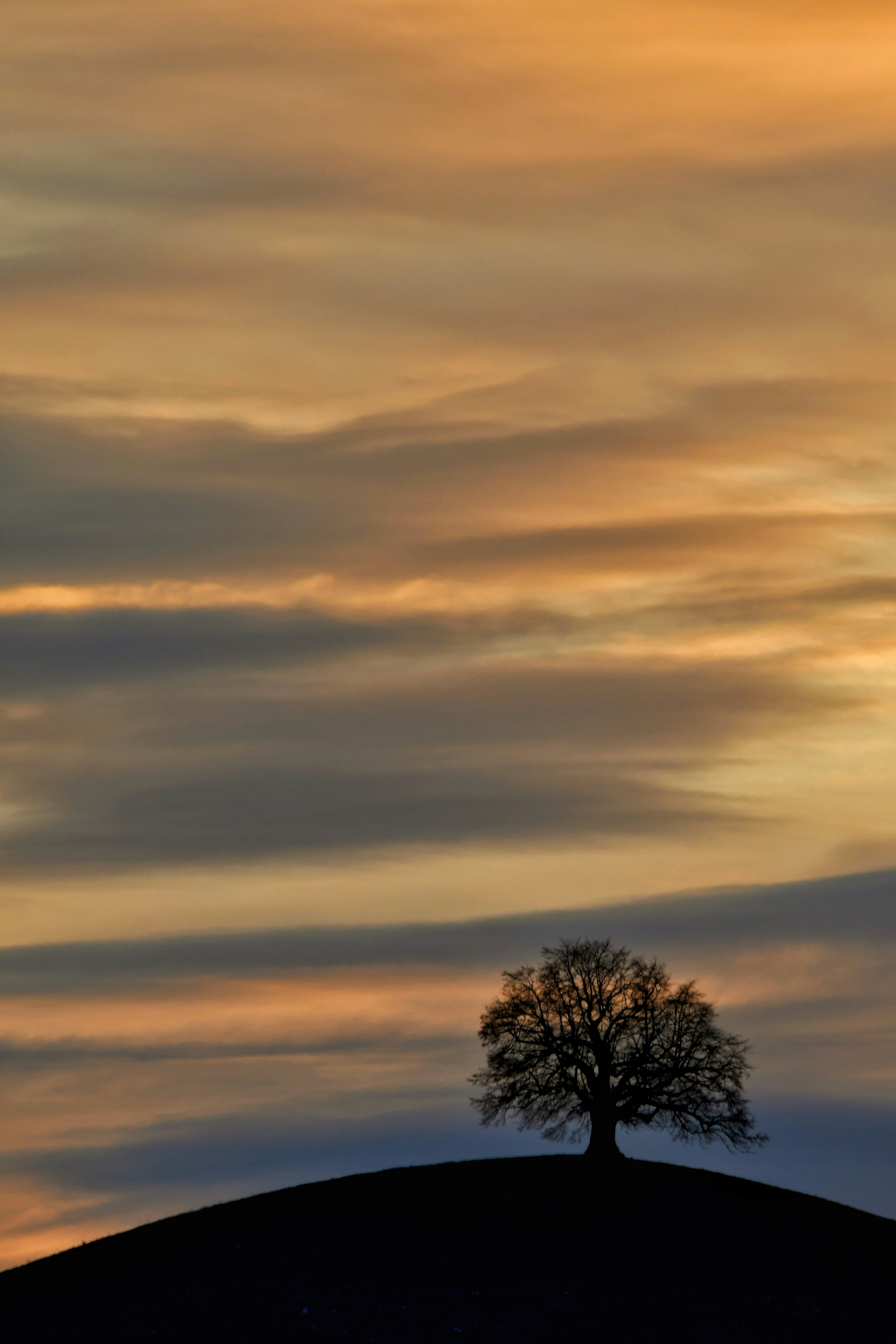 A lone tree sitting on top of a hill