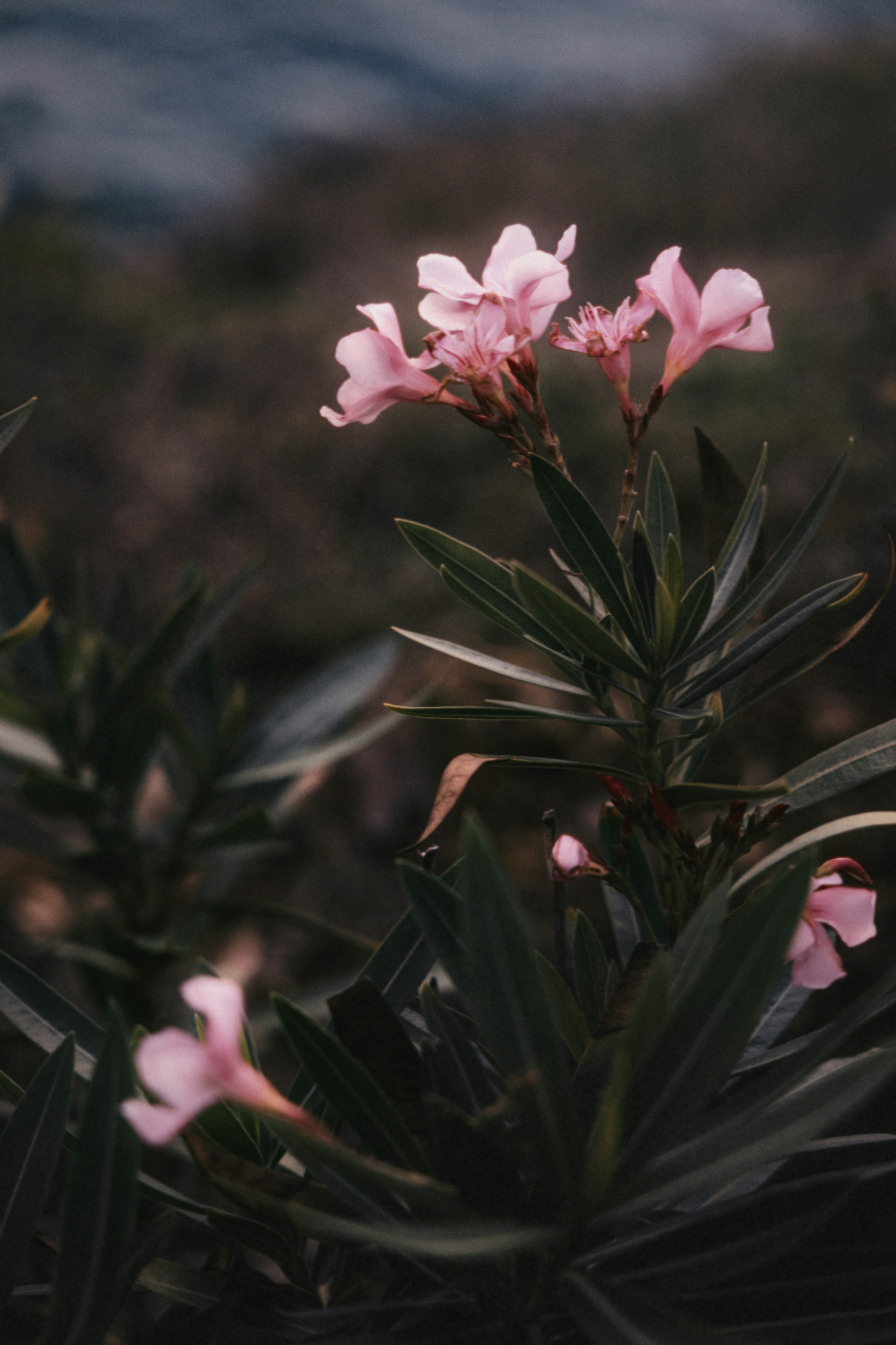 Pink flowers are blooming on a bush by the water