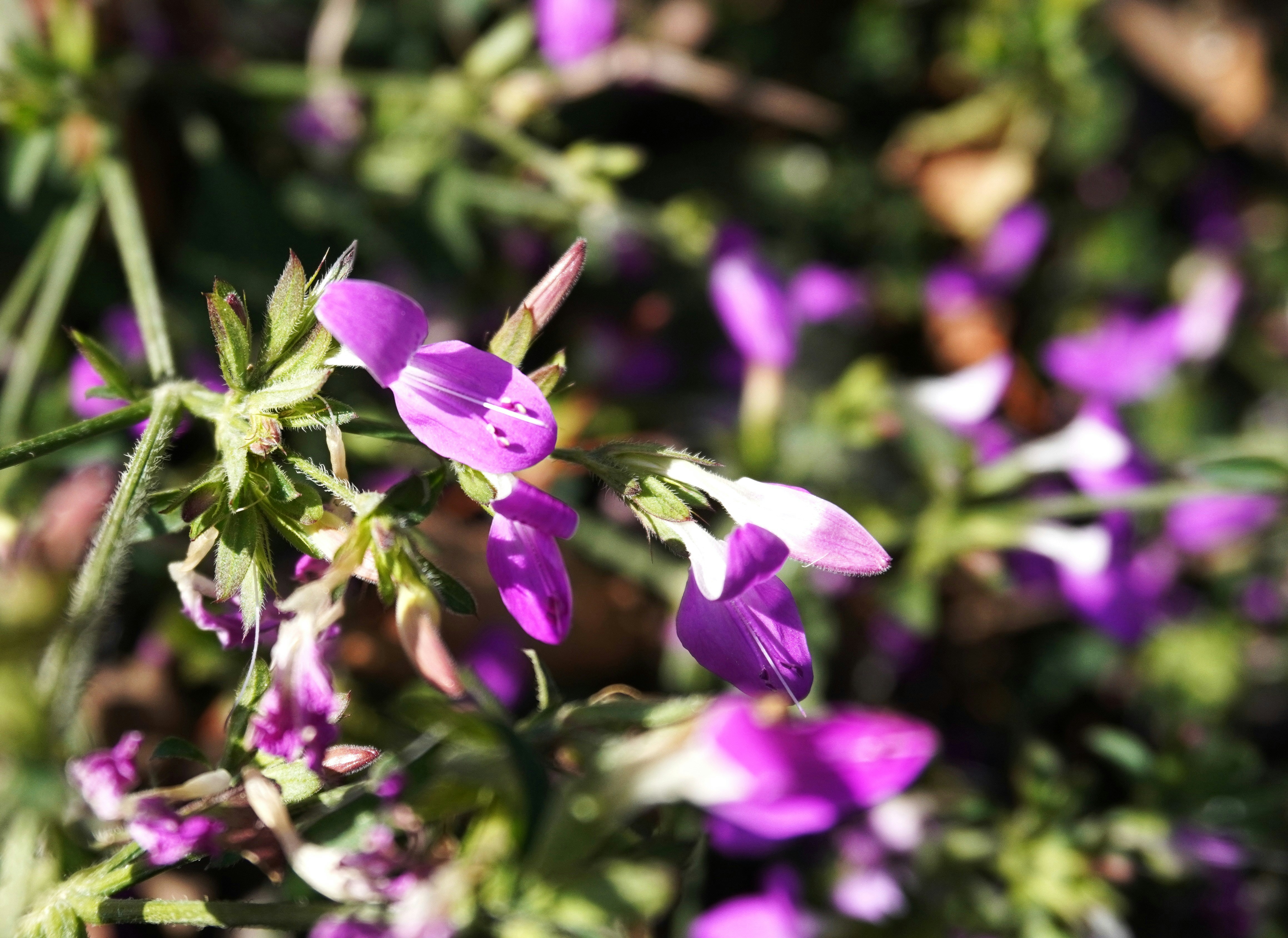 Photo by aditipanatu95