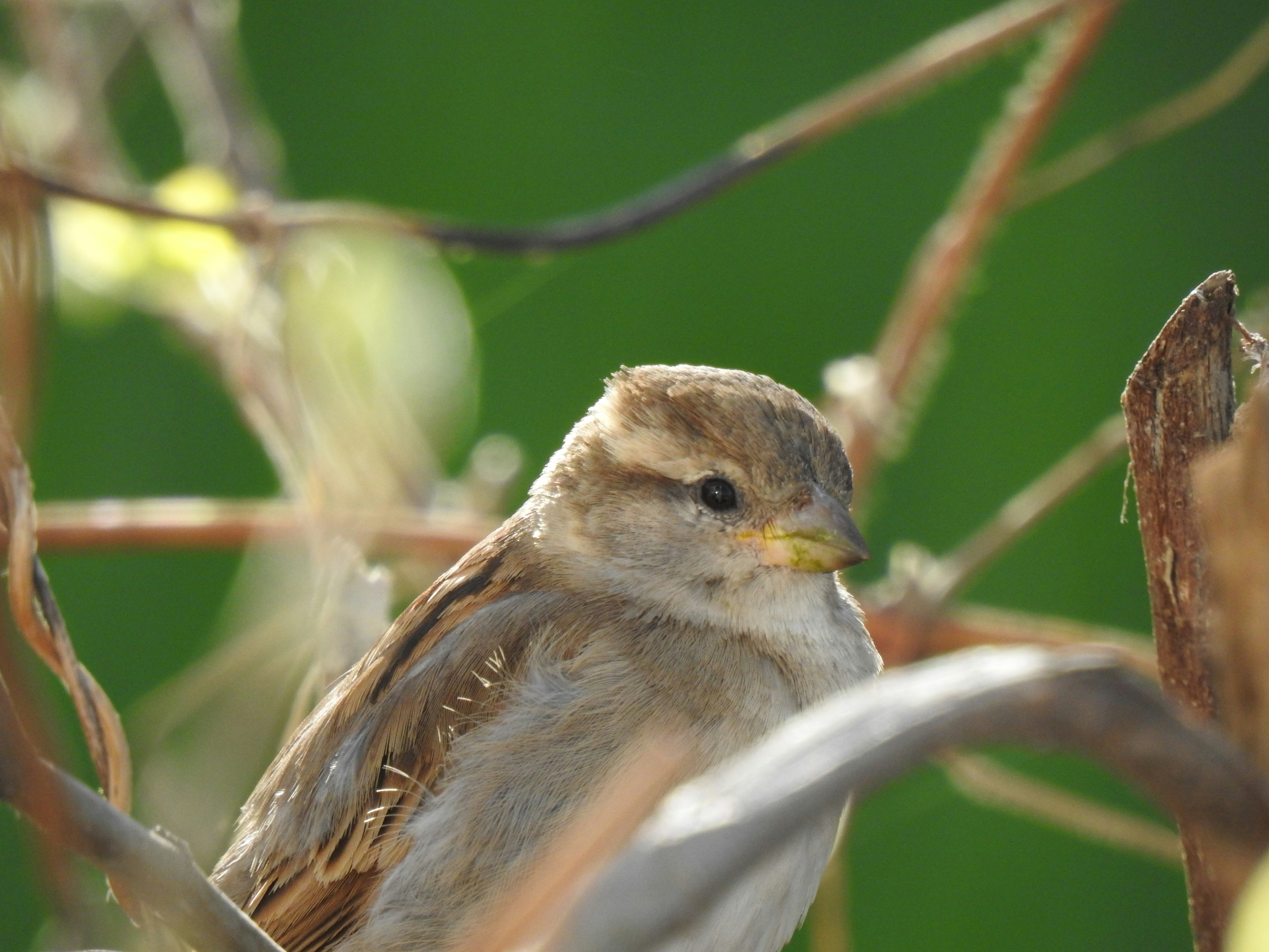 Photo by aditipanatu95