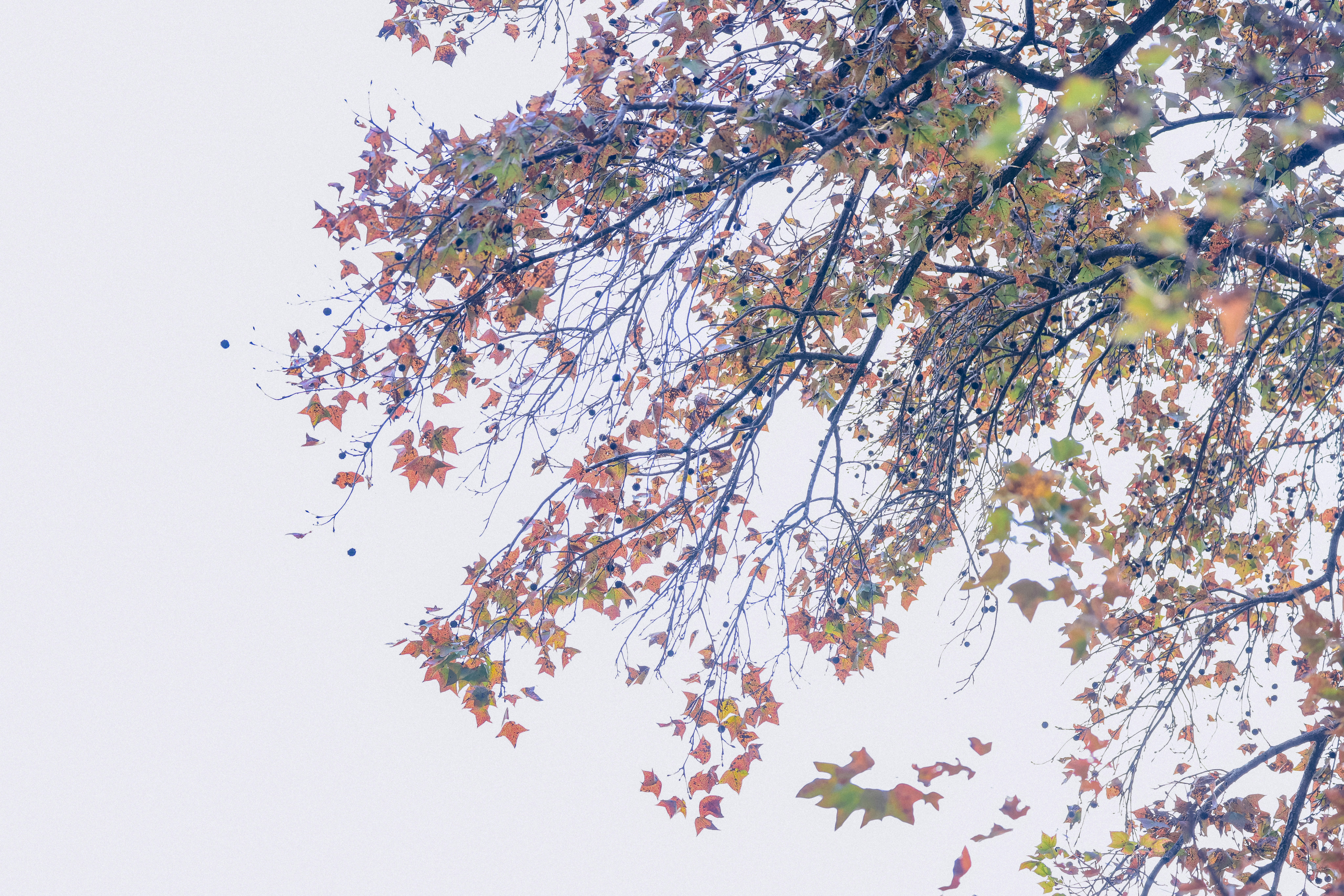 Photo by dickenslin76