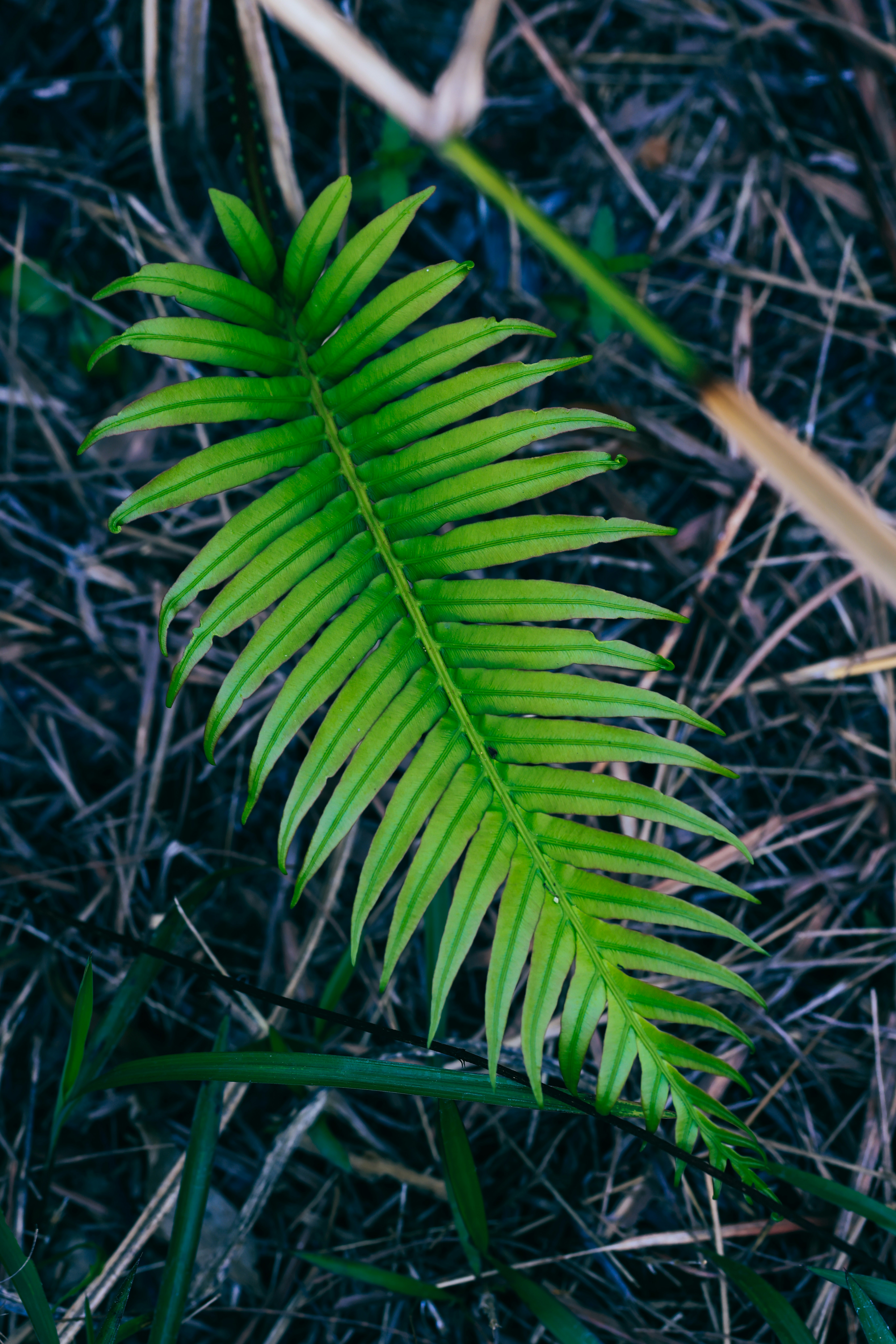 Photo by dickenslin76