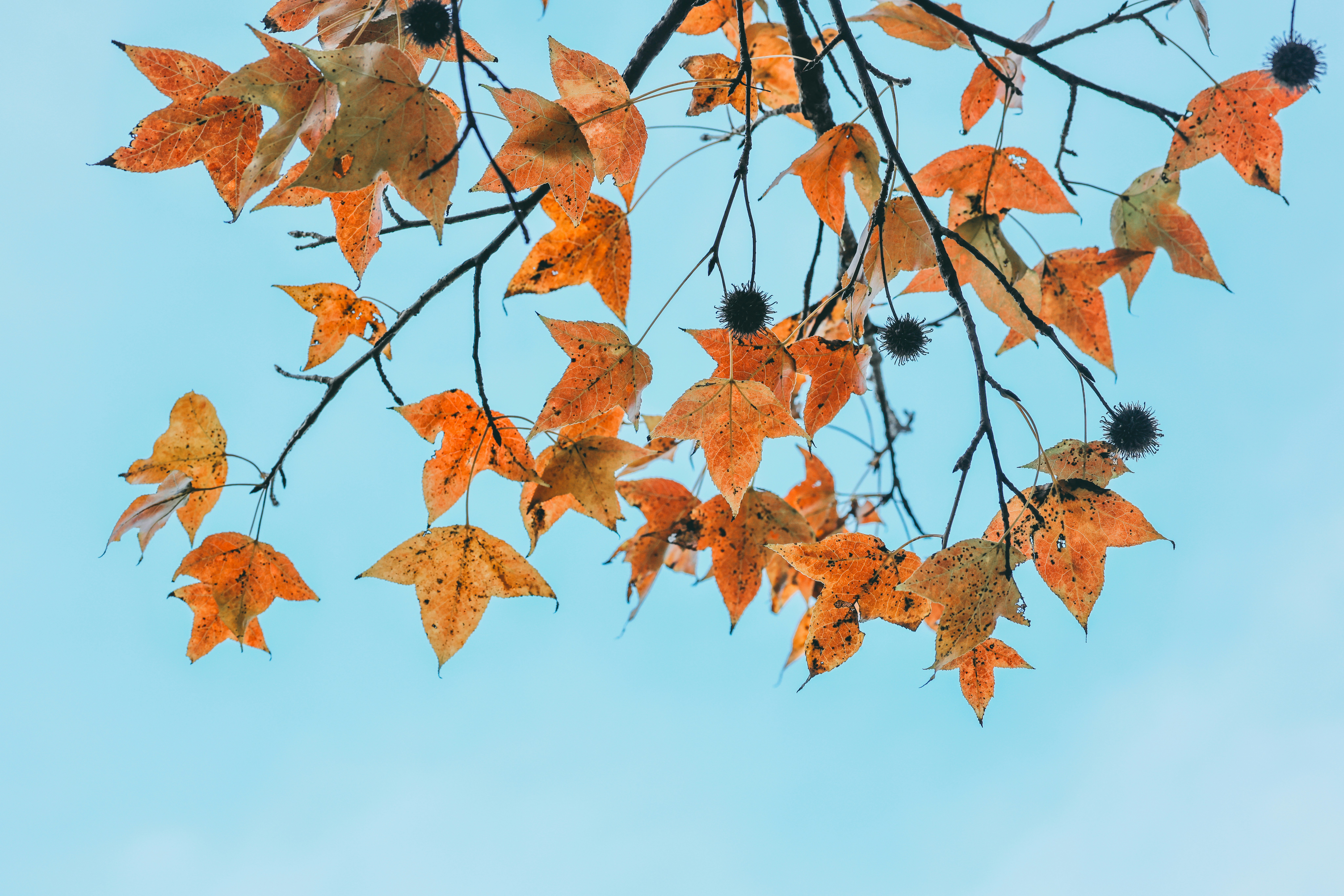 Photo by dickenslin76