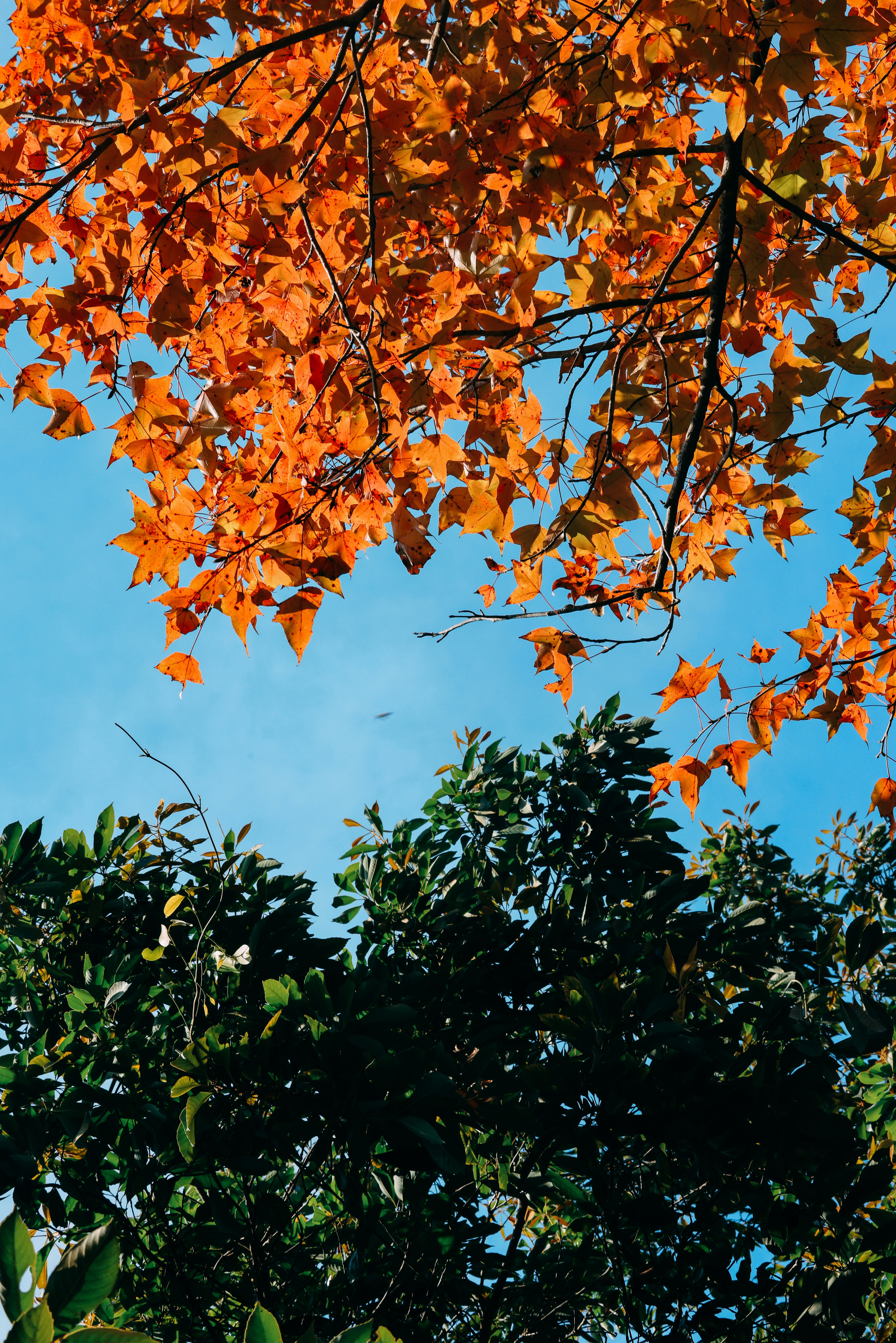 Photo by dickenslin76