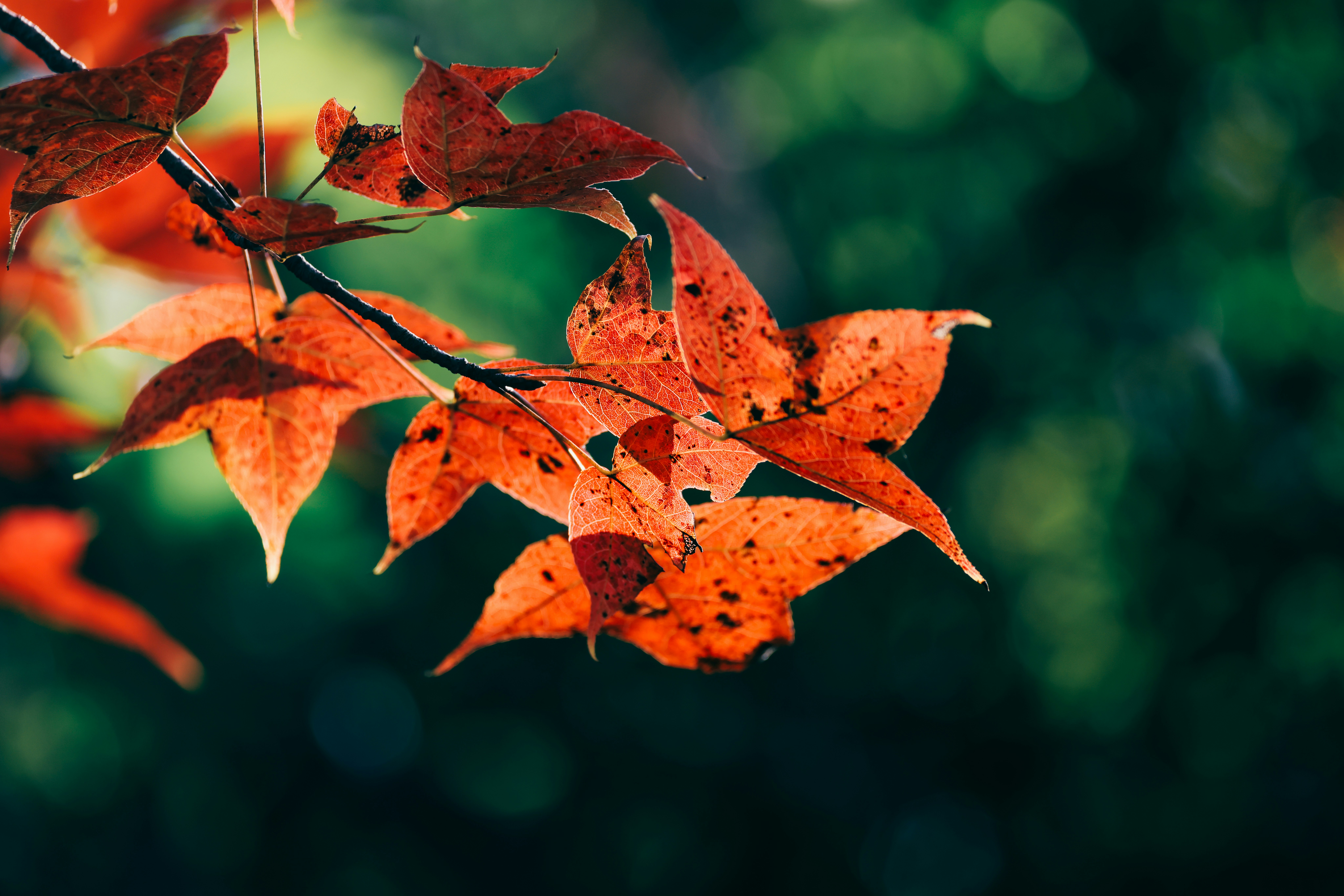 Photo by dickenslin76