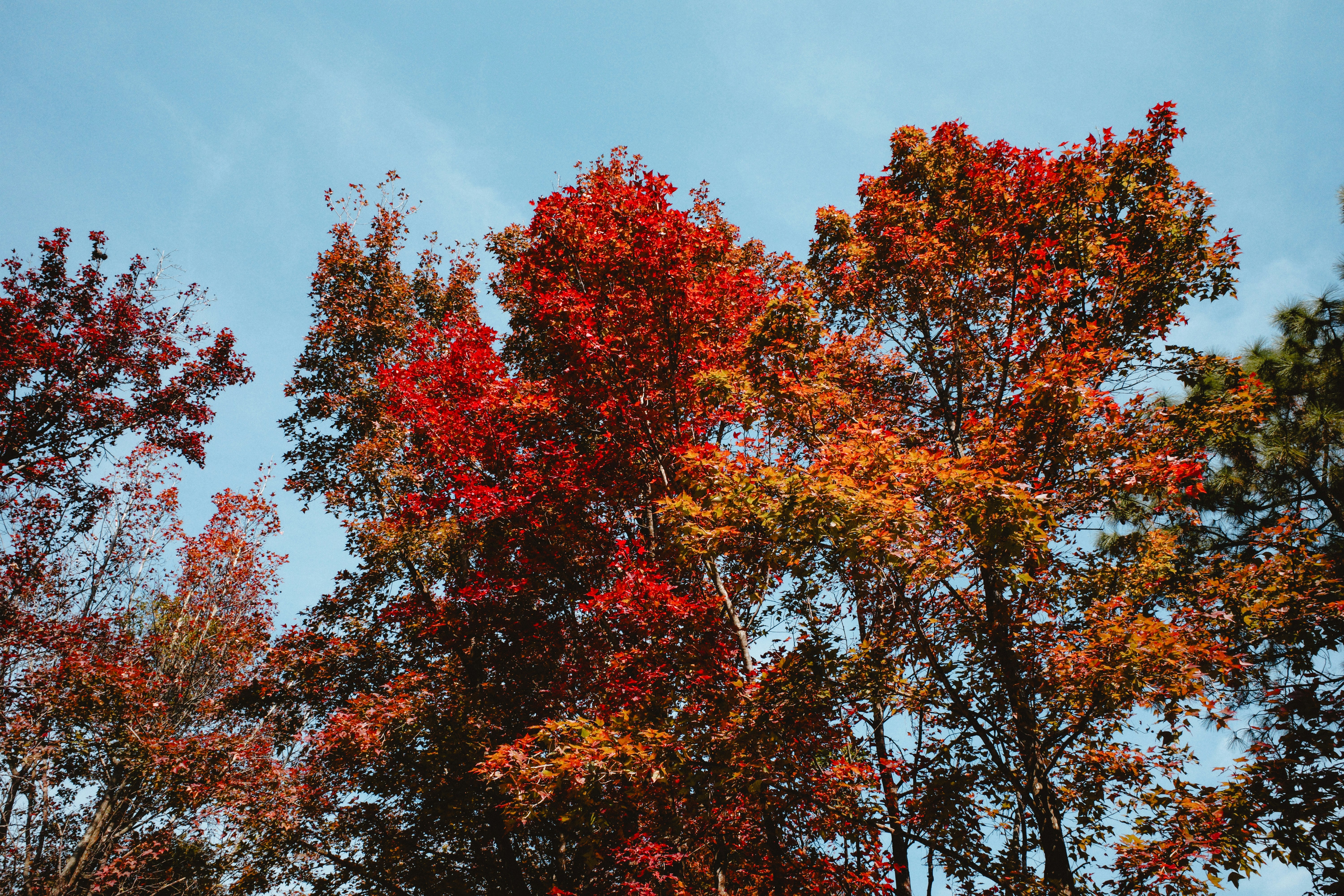 Photo by dickenslin76