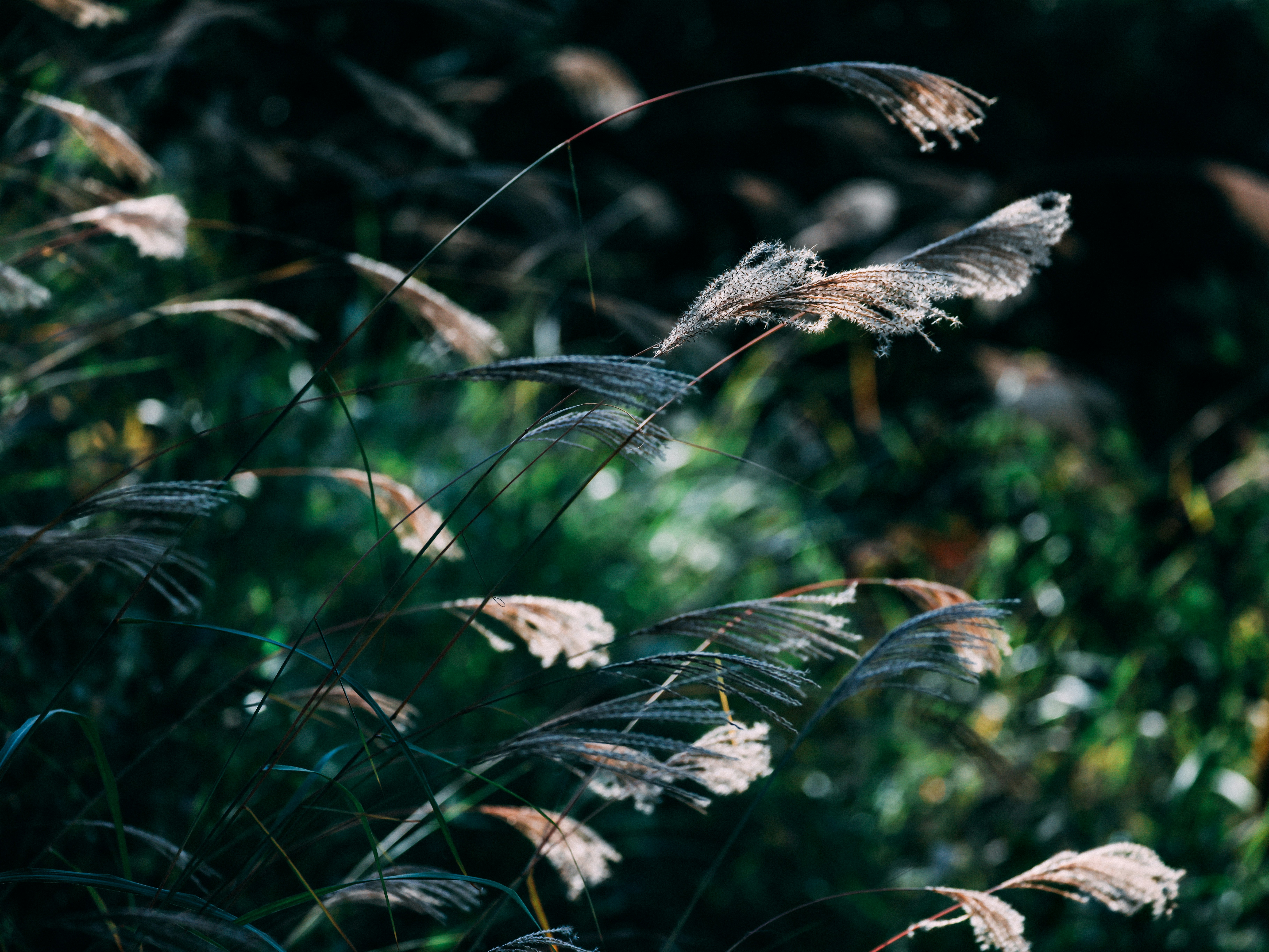 Photo by dickenslin76