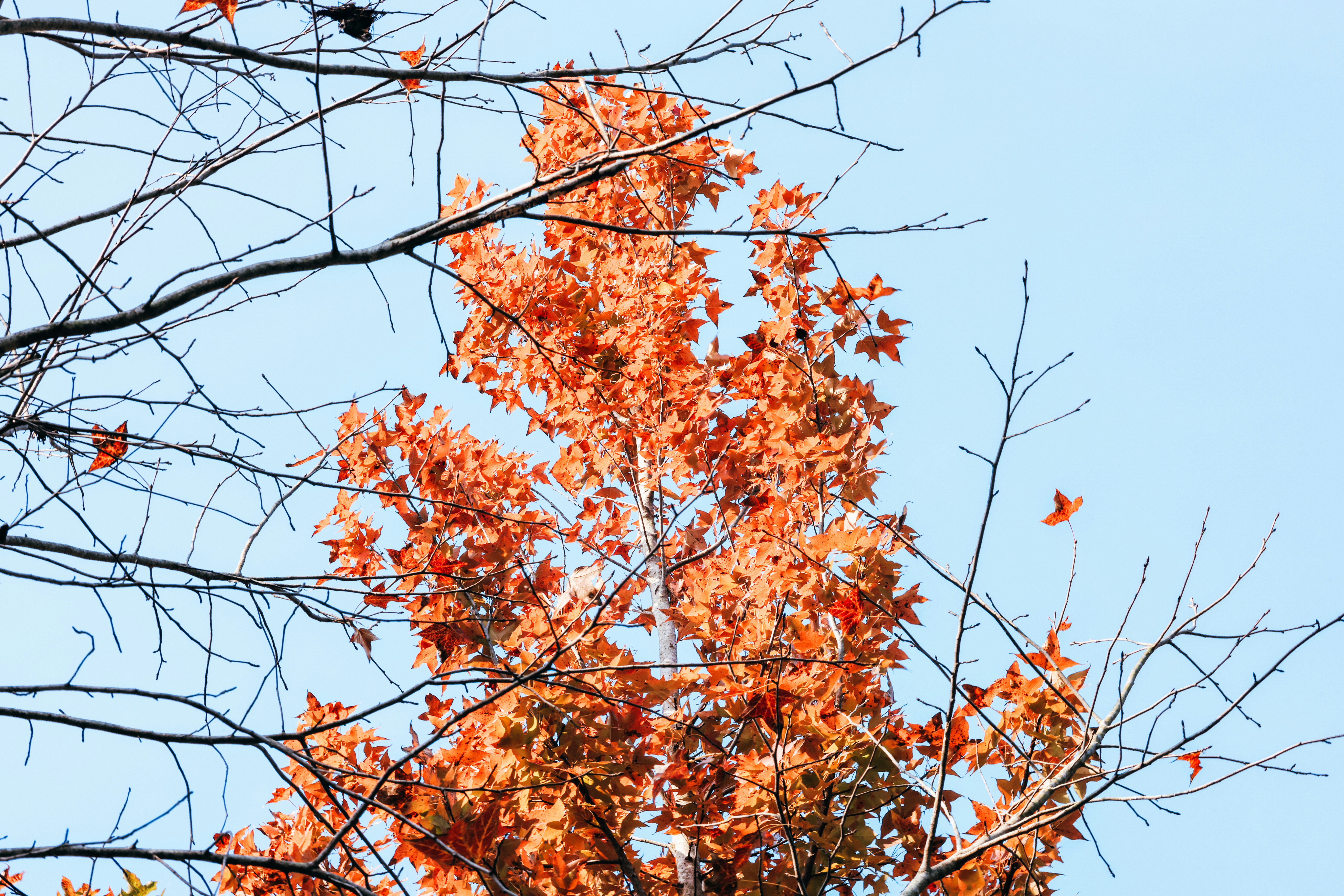 Photo by dickenslin76