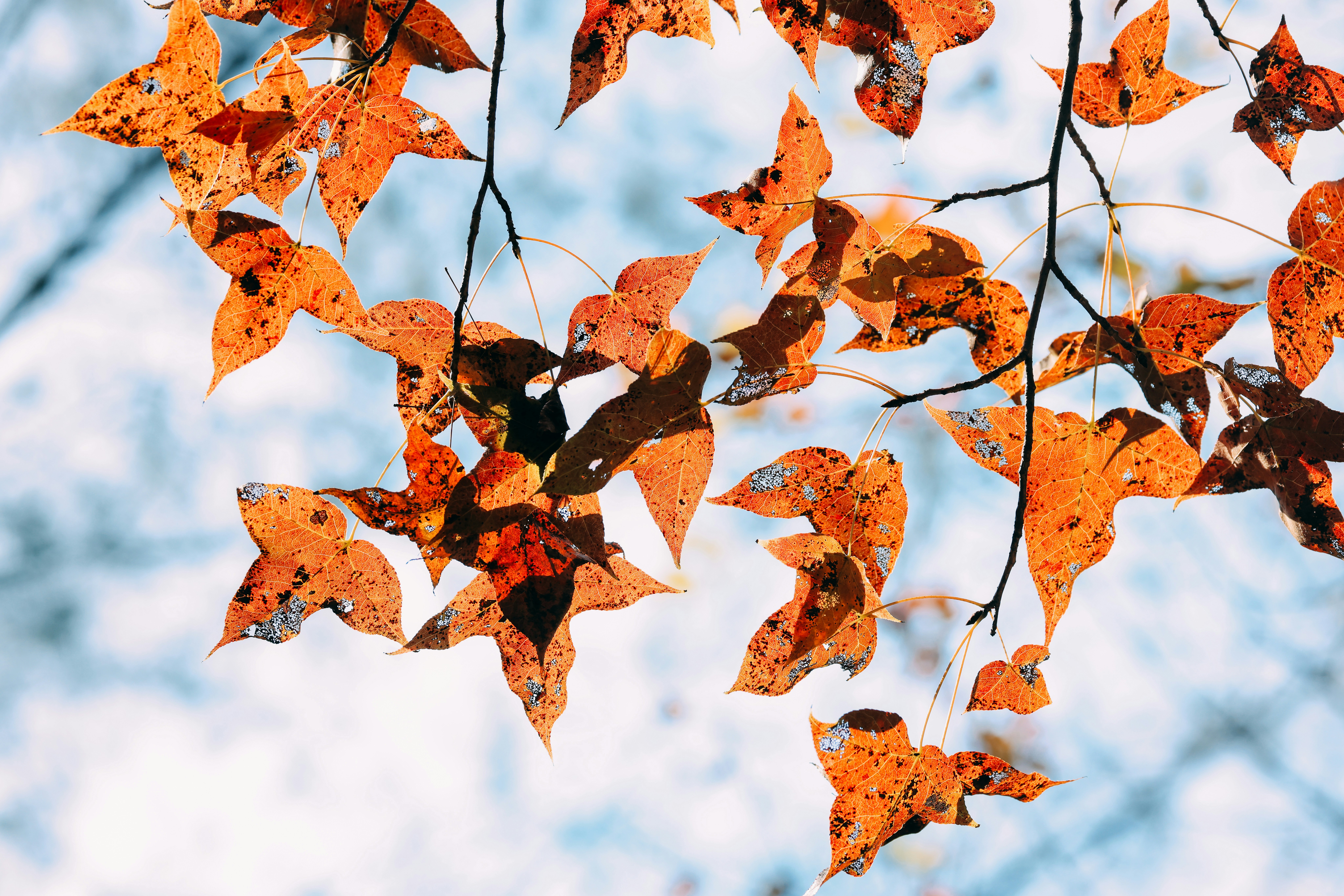 Photo by dickenslin76