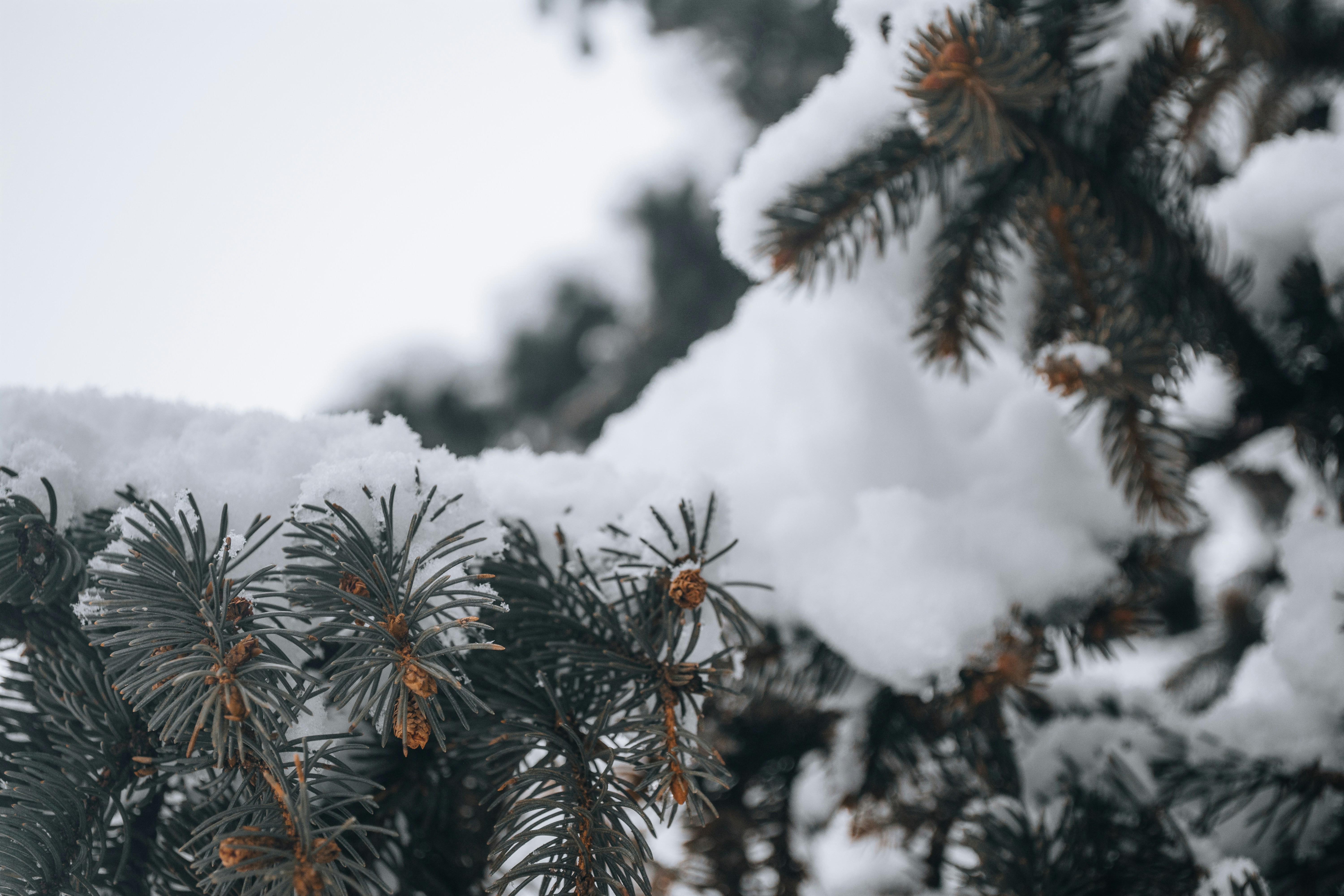 Close-up of snow-laden evergreen branches, the delicate needles and pine cones peeking through the fresh, fluffy snow. A serene winter moment showcasing nature's quiet beauty and intricate textures.