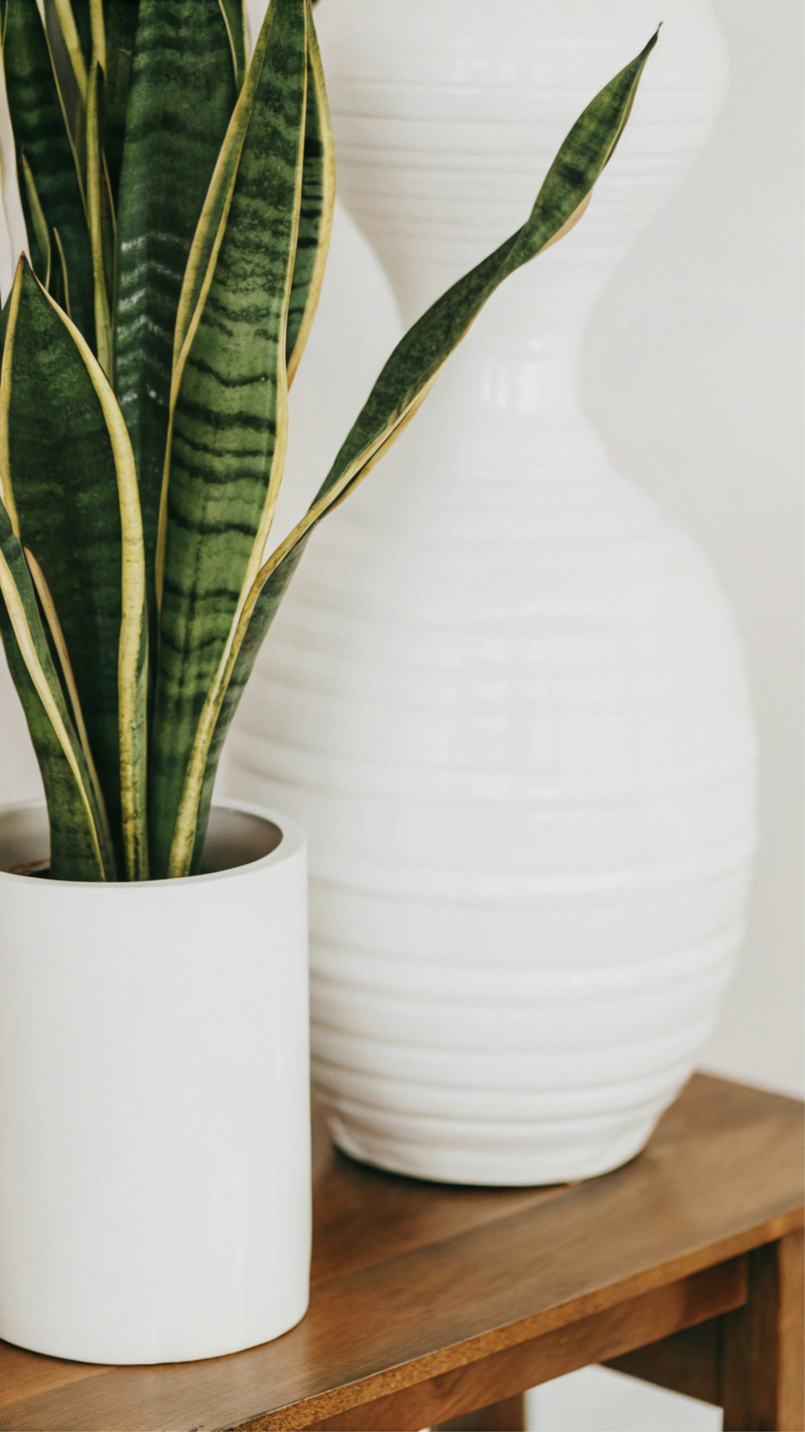 Eine Topfpflanze, die auf einem Holztisch sitzt