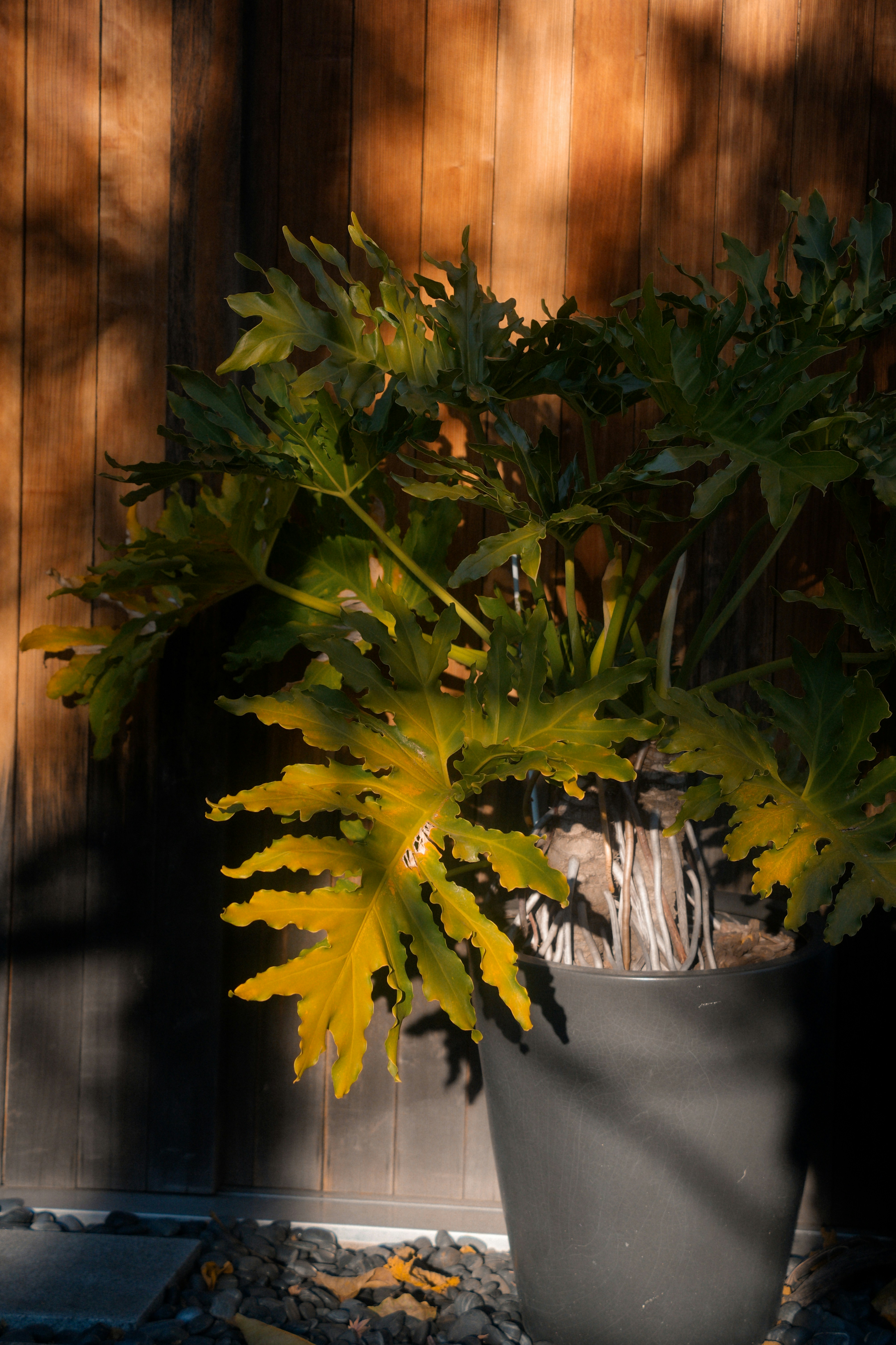 Photo by diadesigner