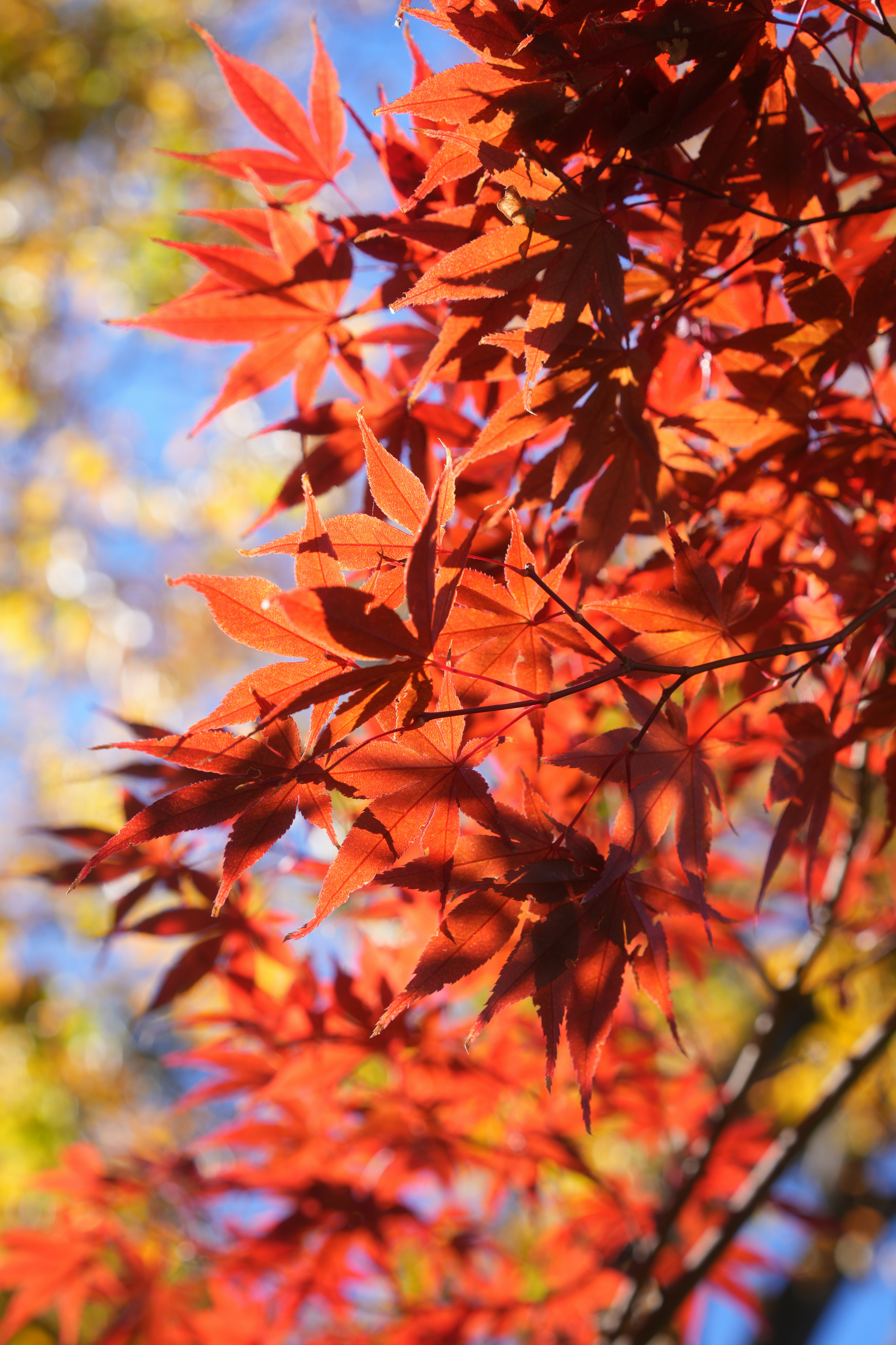 Photo by diadesigner