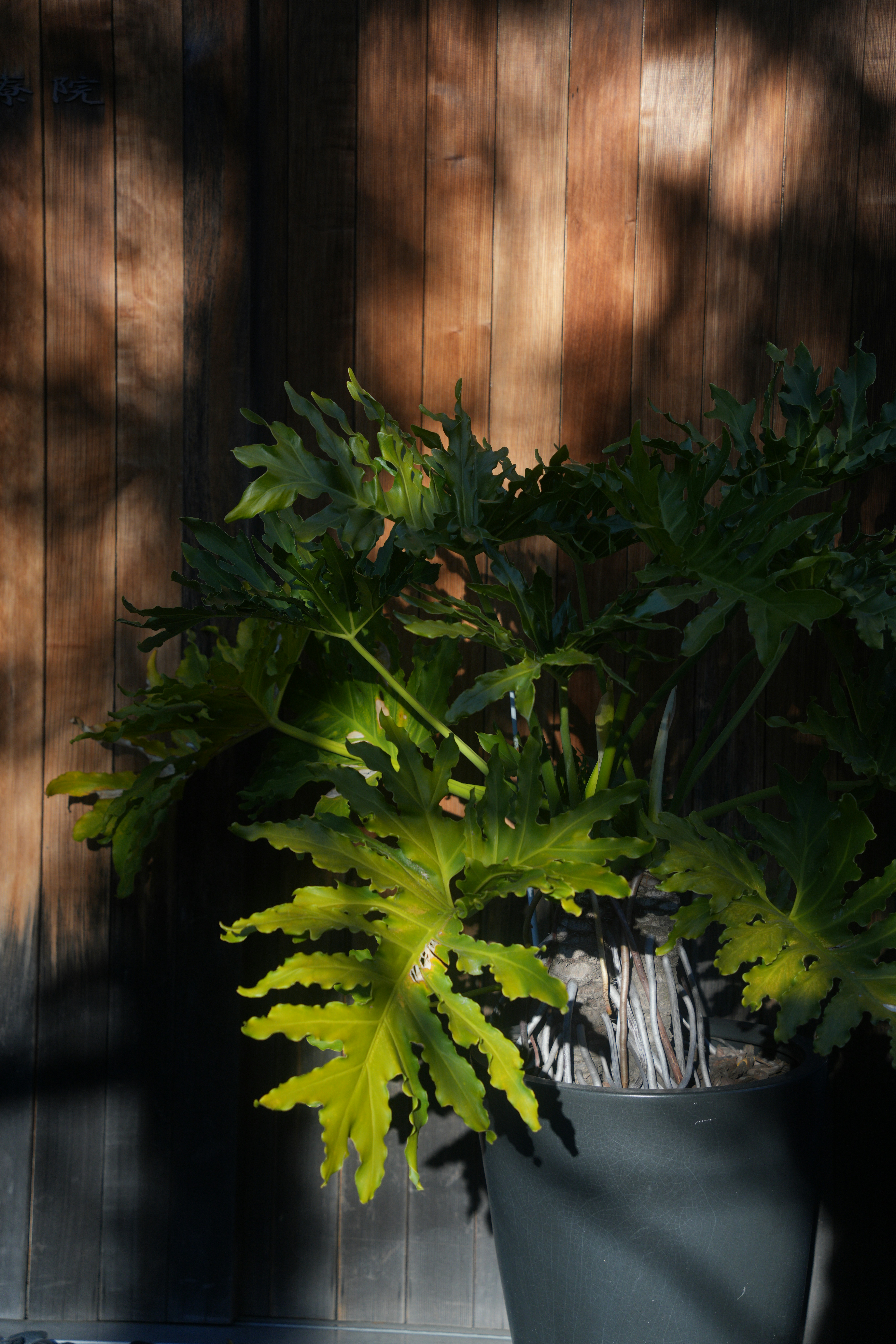 Photo by diadesigner