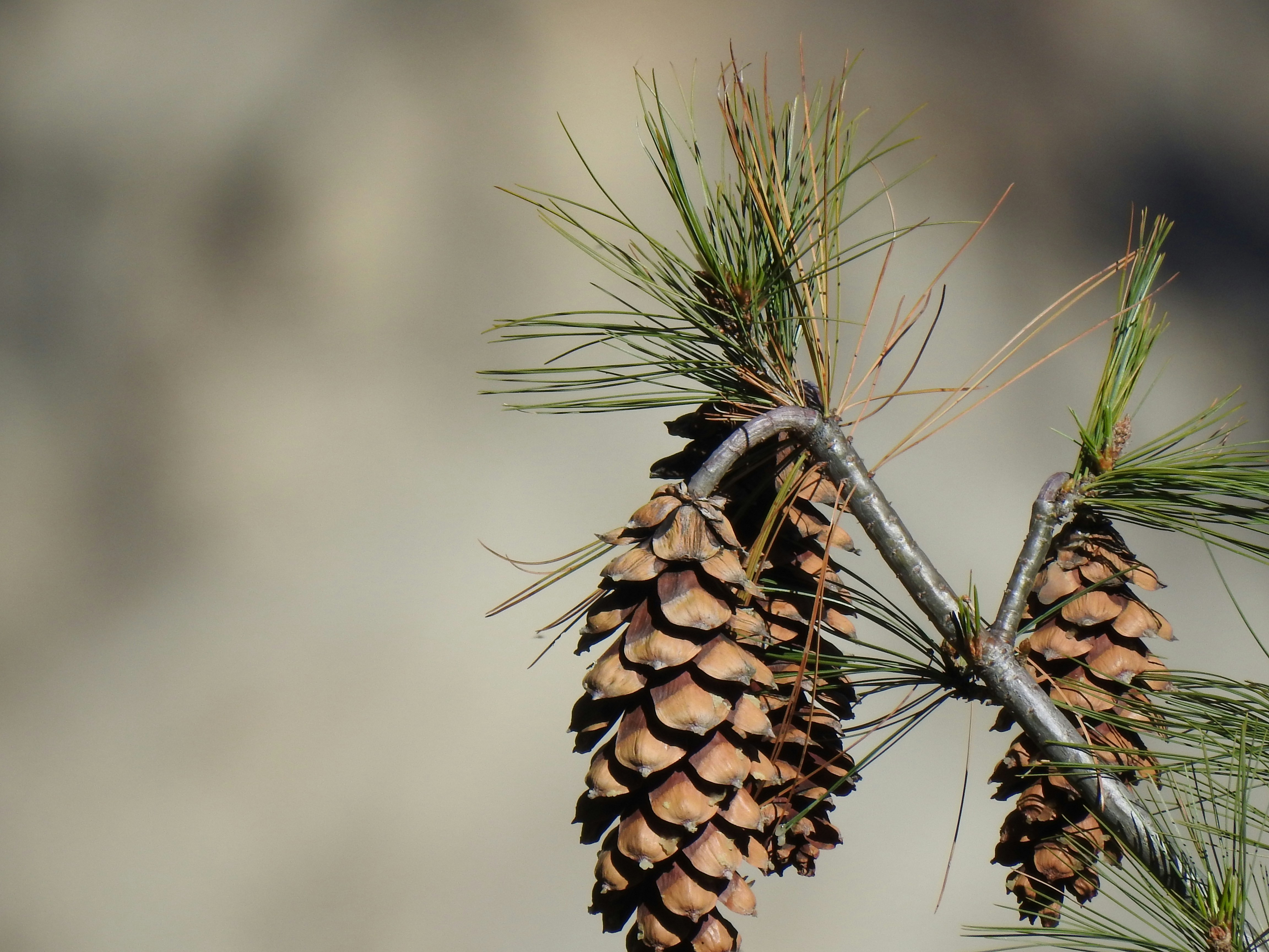 christmas pine cone wallpaper, wallpaper, Christmas Crafts with Pine Cones: Festive DIY Ideas 6