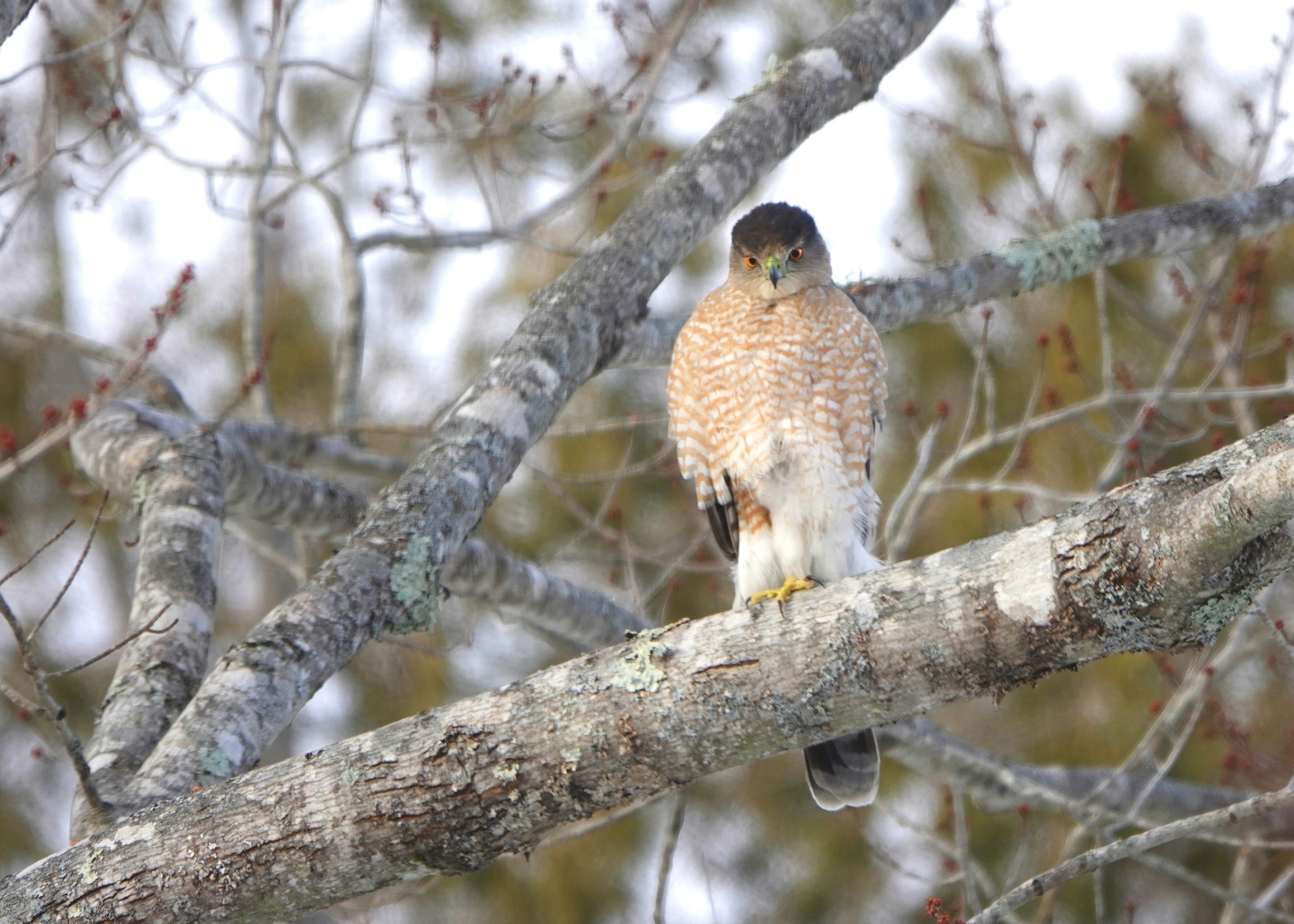 A bird perched on a branch of a tree